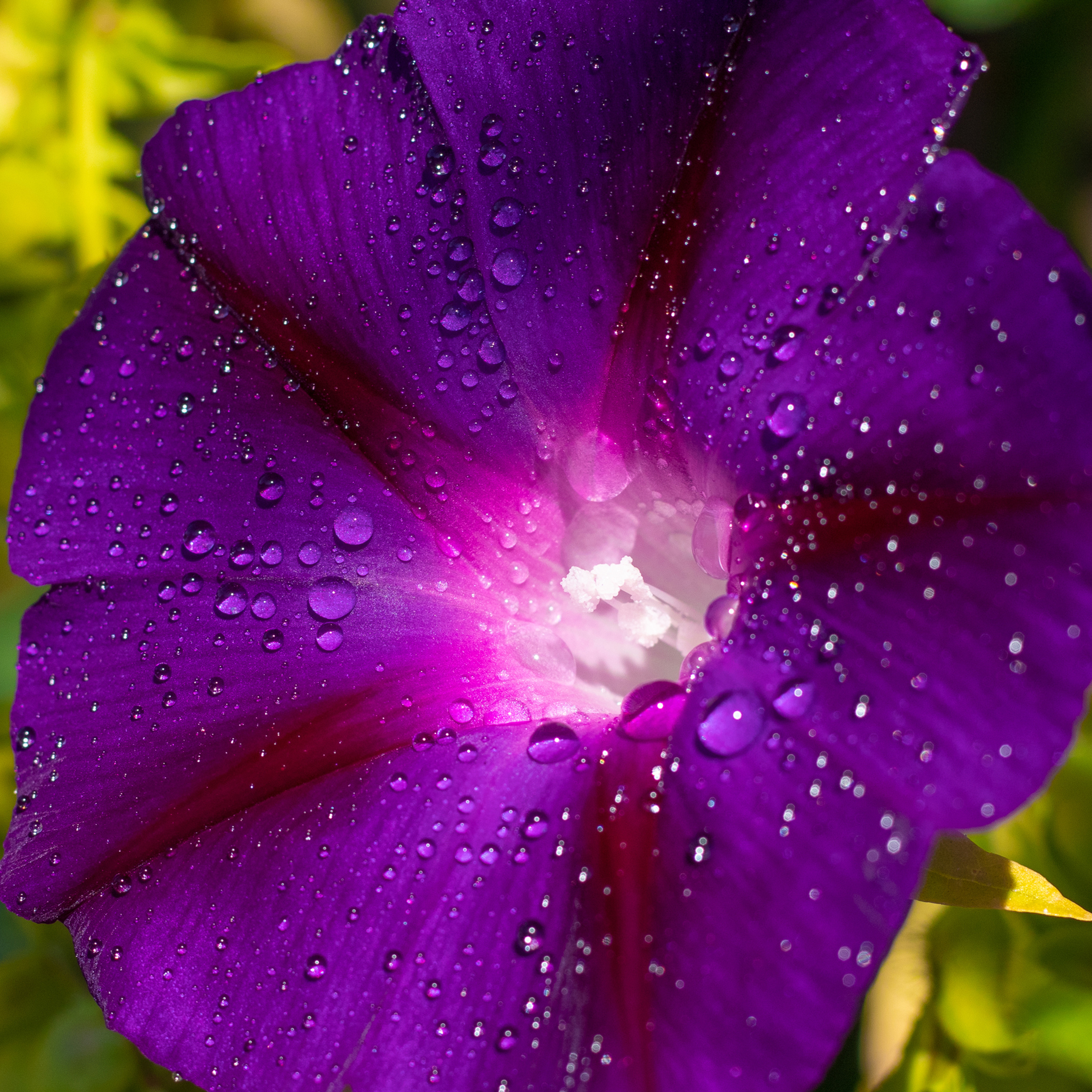 Сиреневый цветок вьюнка