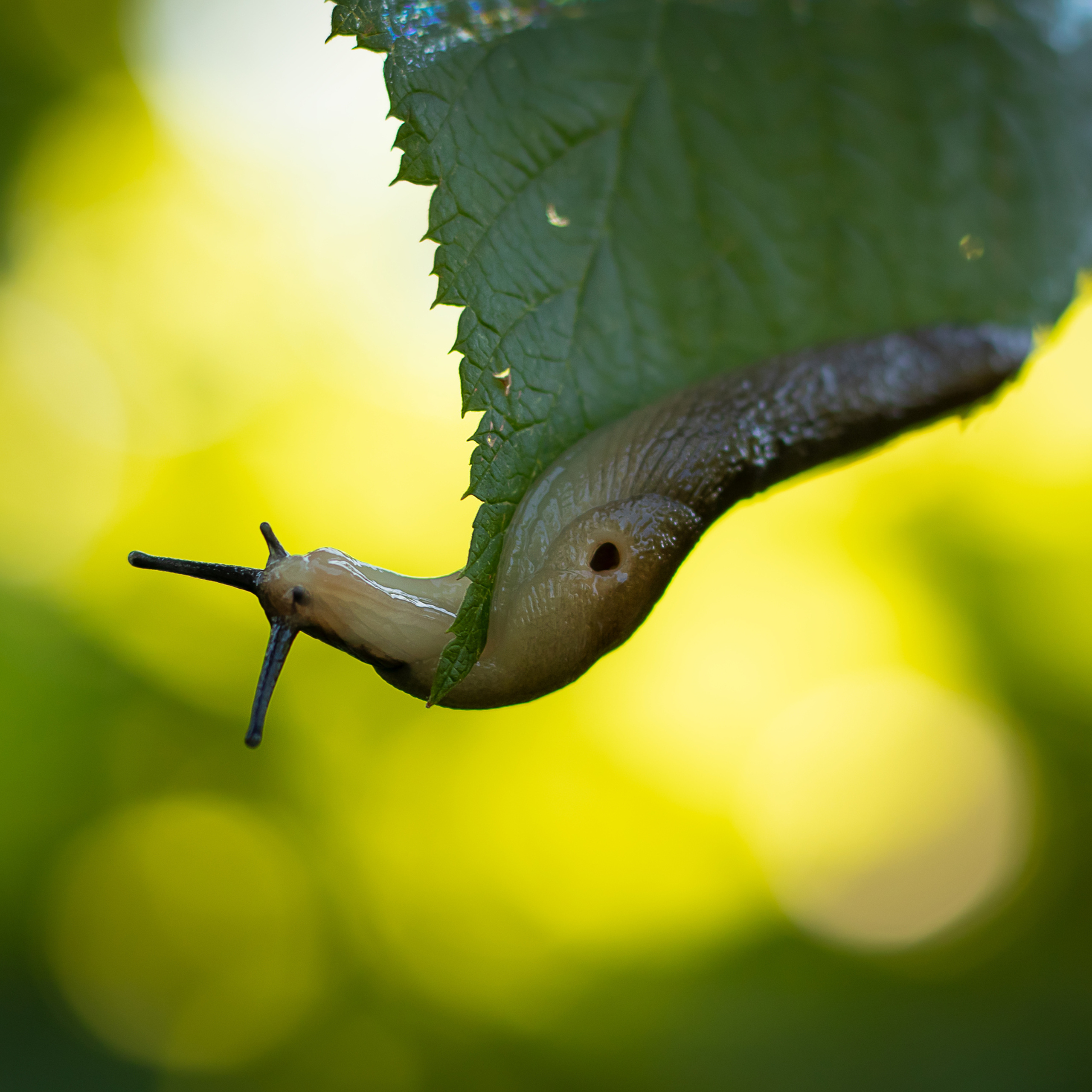 Фотография слизня на листе