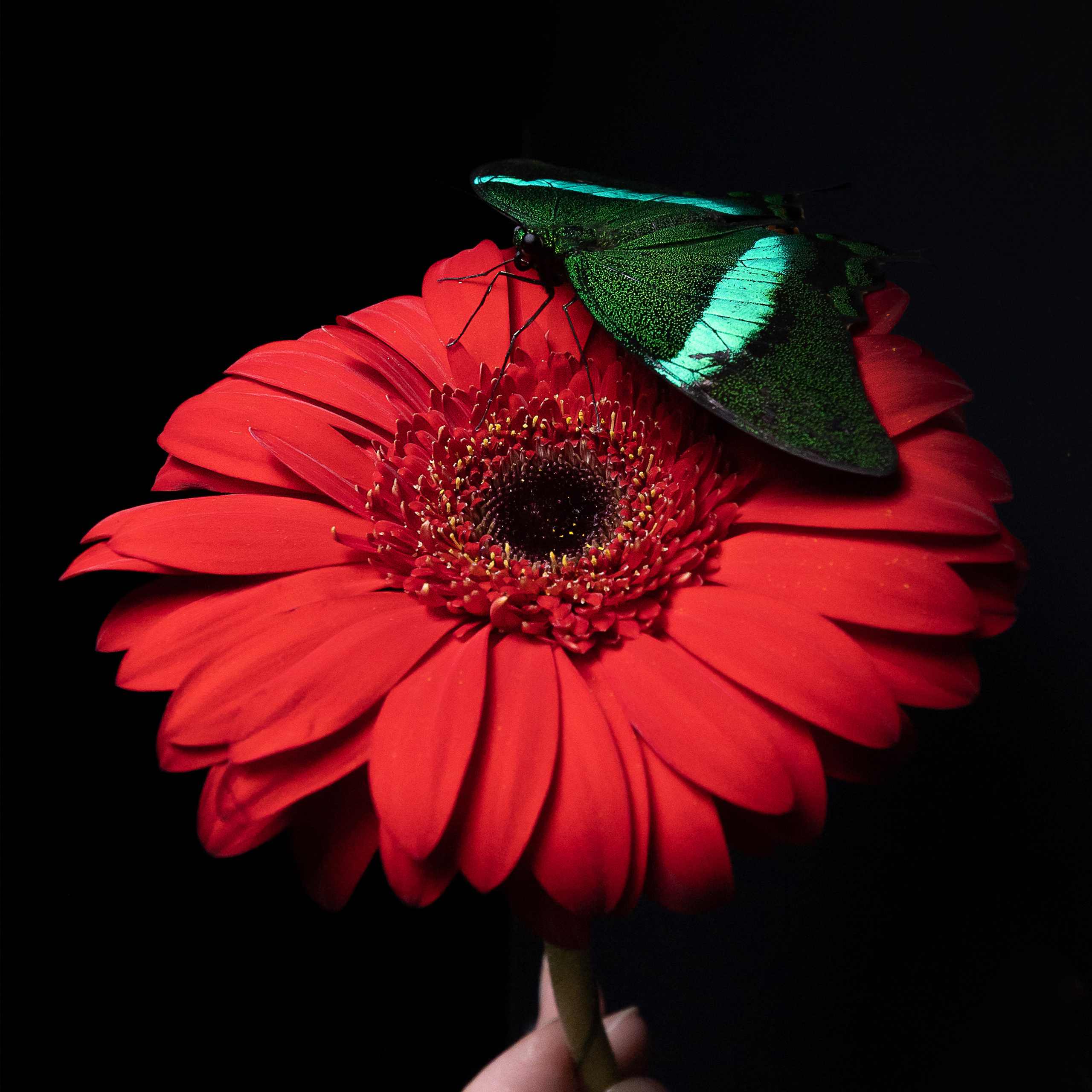 Крук вокруг - фотографии природы и животных. Фотограф в Москве Катарина Крук