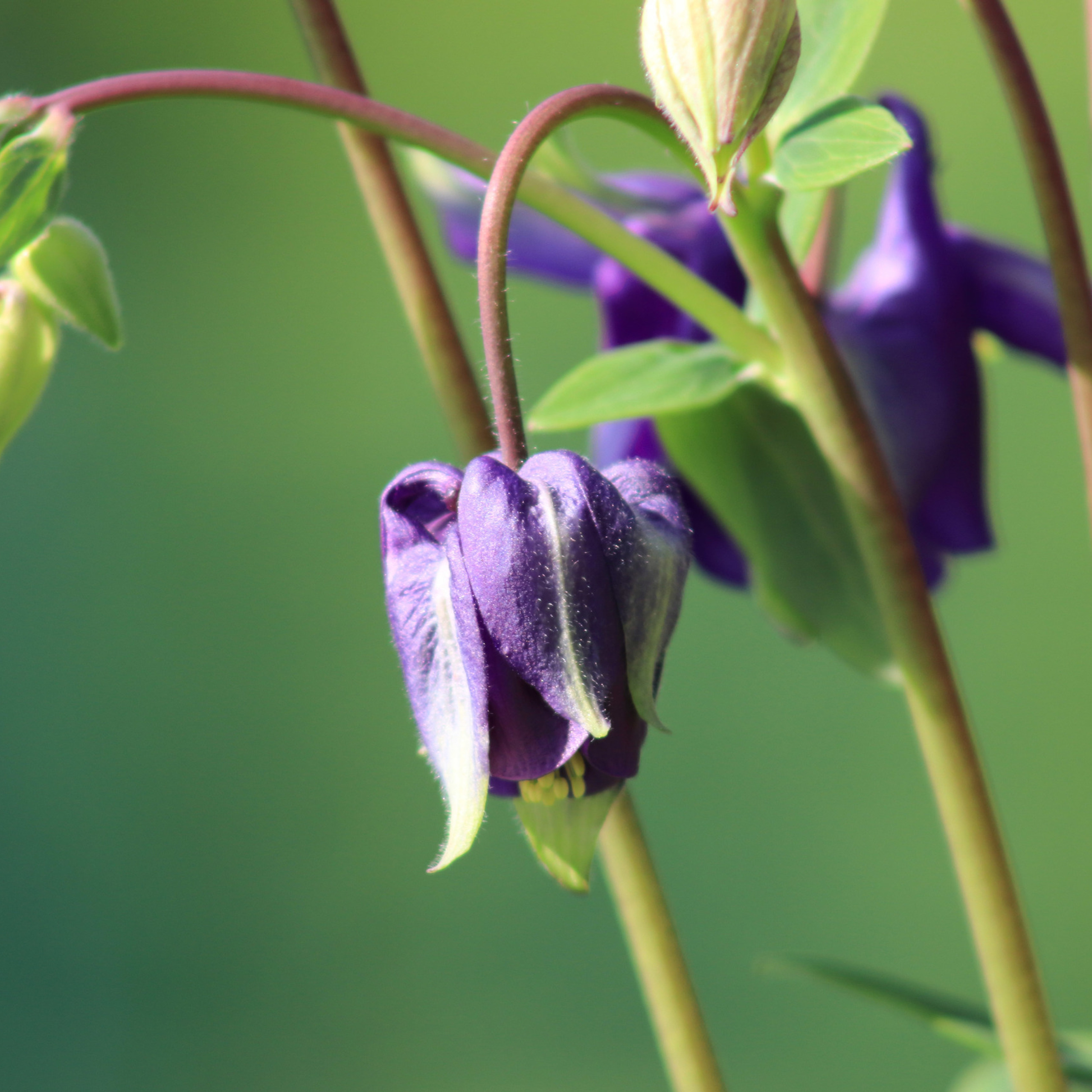 Крук вокруг - фотографии природы и животных. Фотограф в Москве Катарина Крук