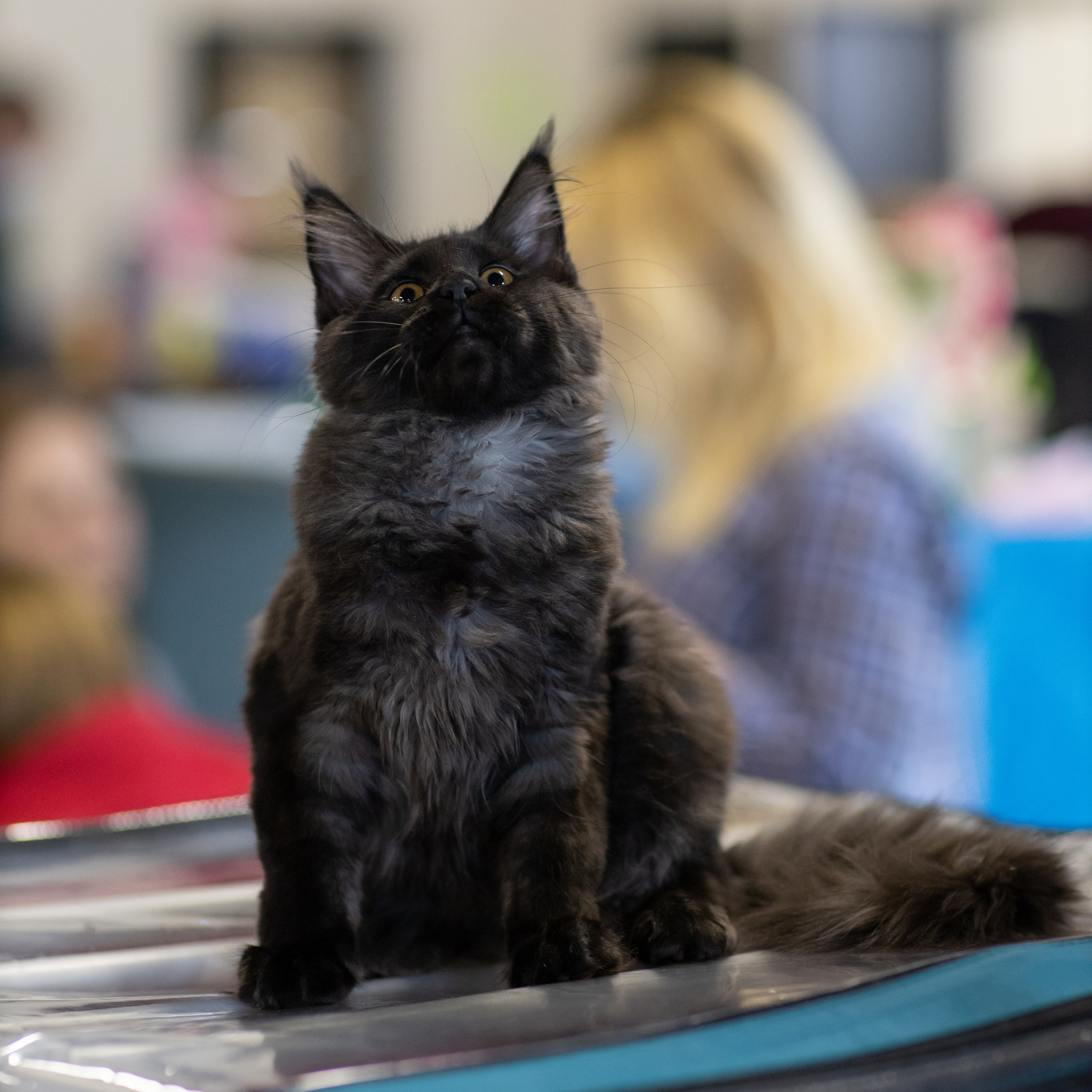 Выставка кошек «Баст-Москва» 2021.