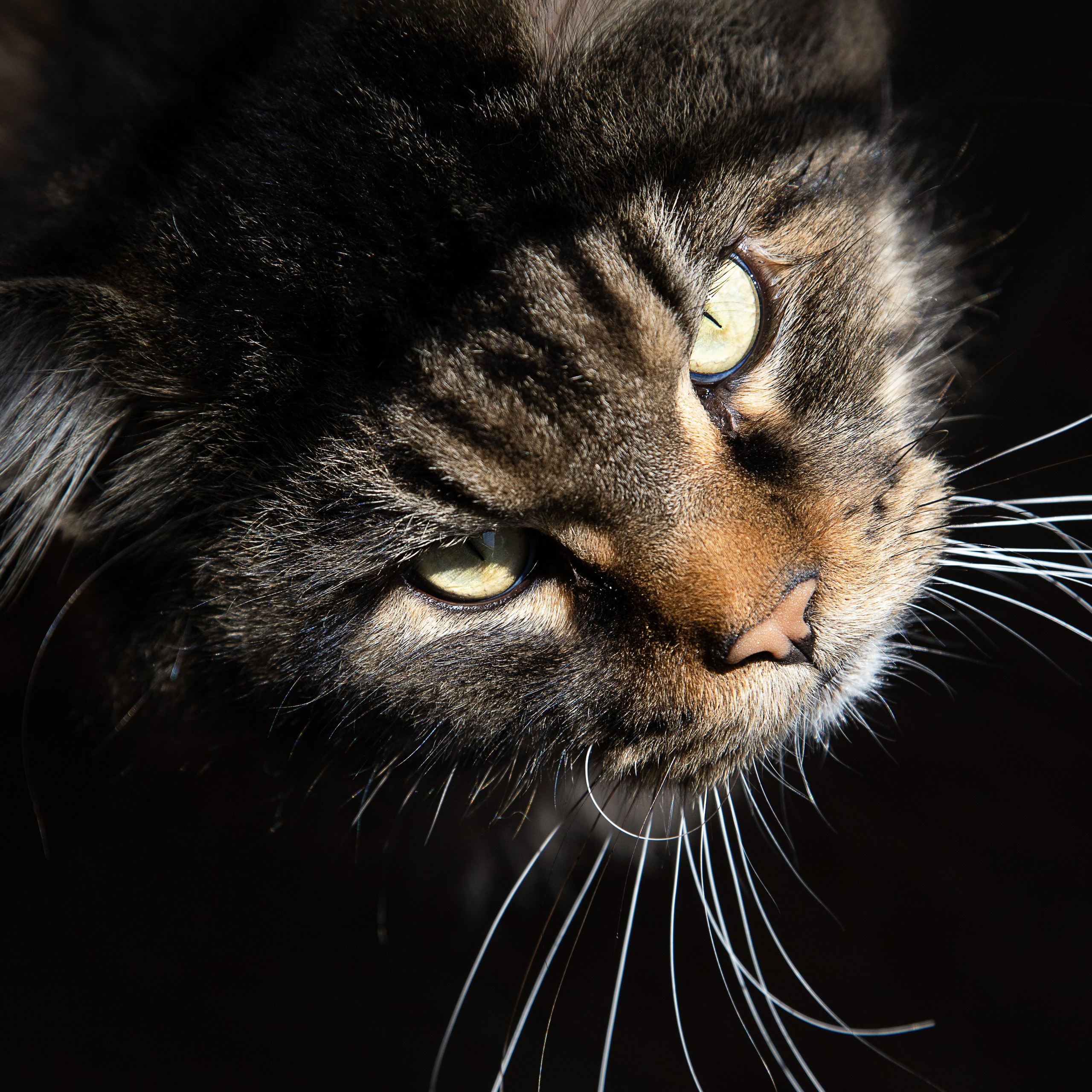 Крук вокруг - фотографии природы и животных. Фотограф в Москве Катарина Крук