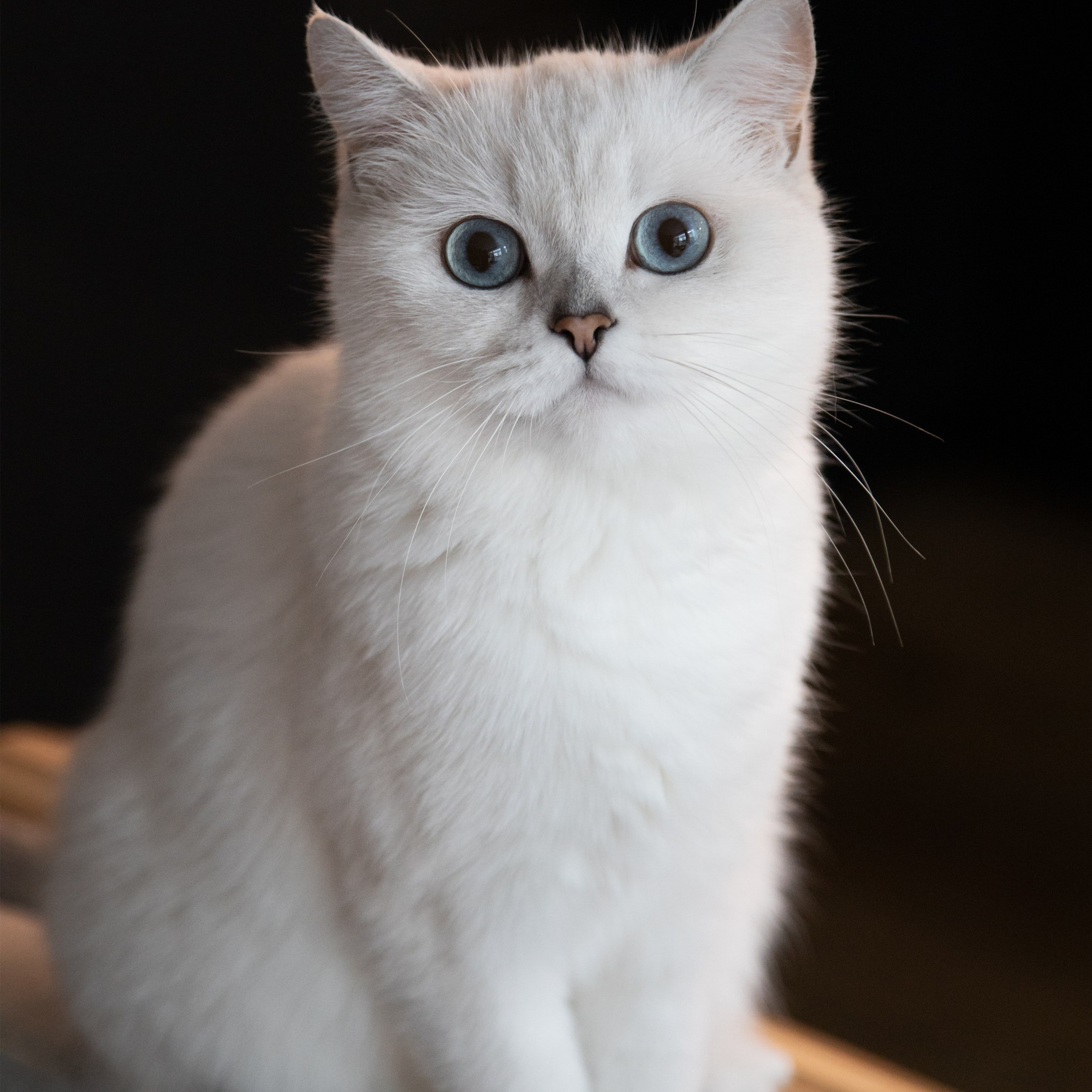 Крук вокруг - фотографии природы и животных. Фотограф в Москве Катарина Крук