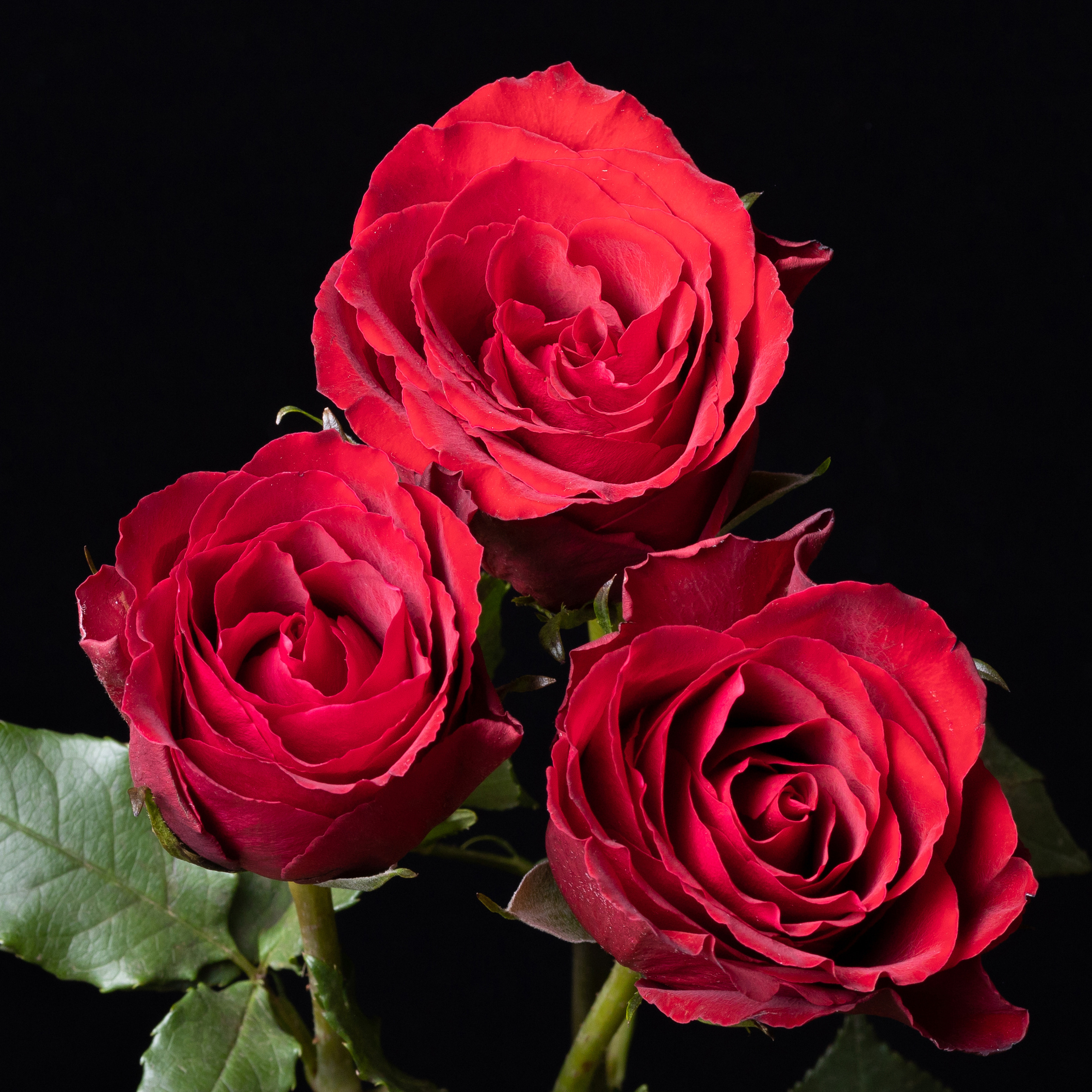 Крук вокруг - фотографии природы и животных. Фотограф в Москве Катарина Крук