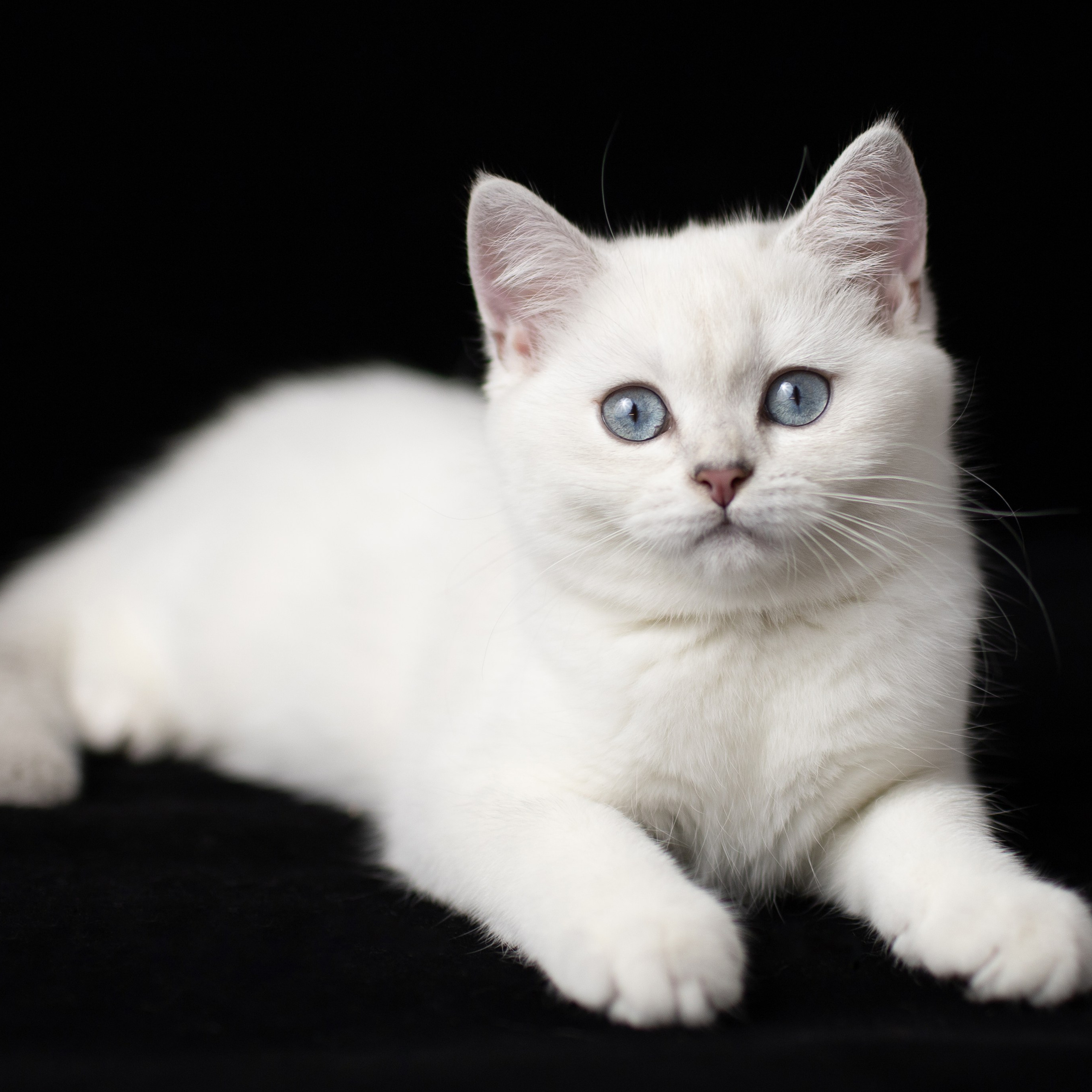 Крук вокруг - фотографии природы и животных. Фотограф в Москве Катарина Крук