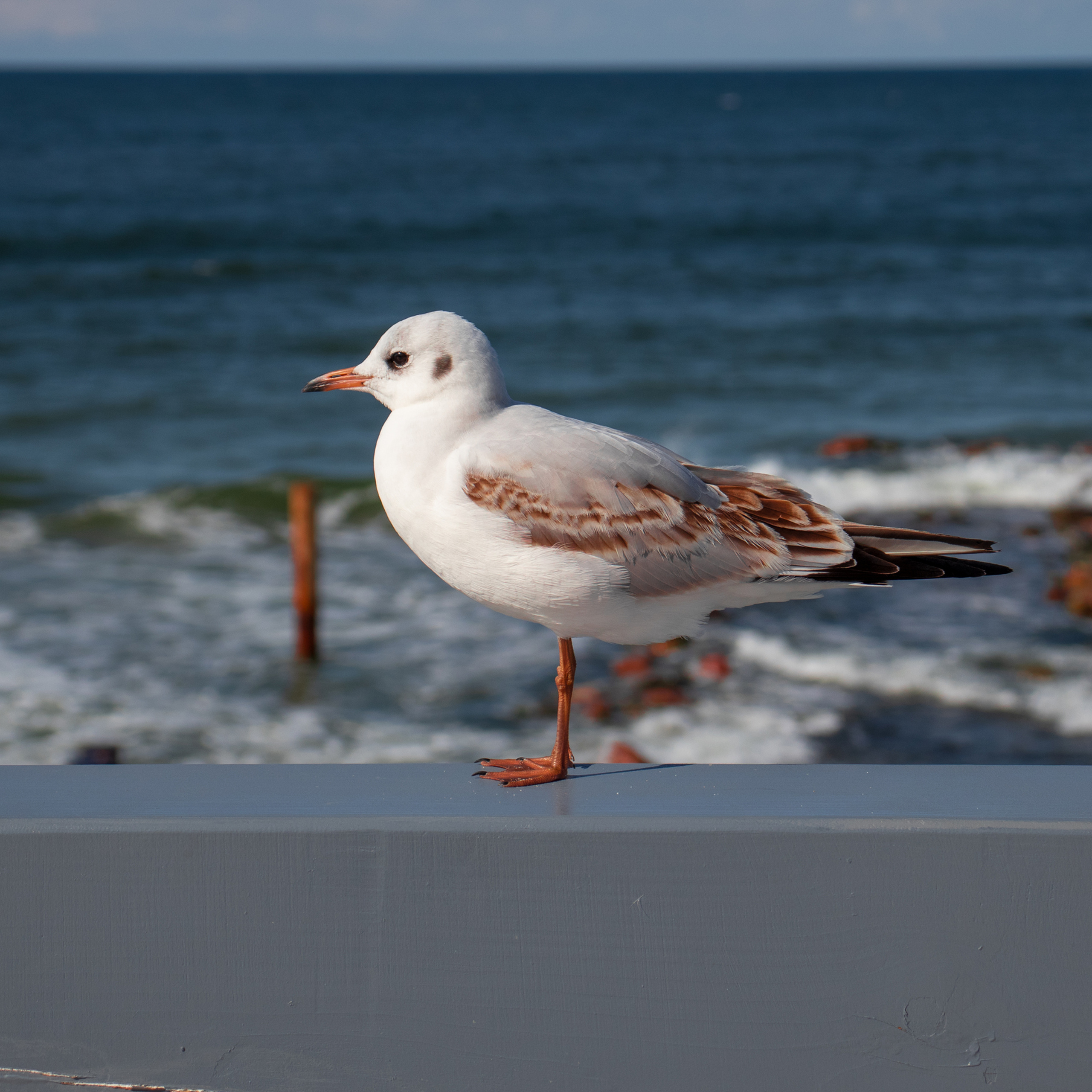 Чайка, Светлогорск. Катарина Крук.