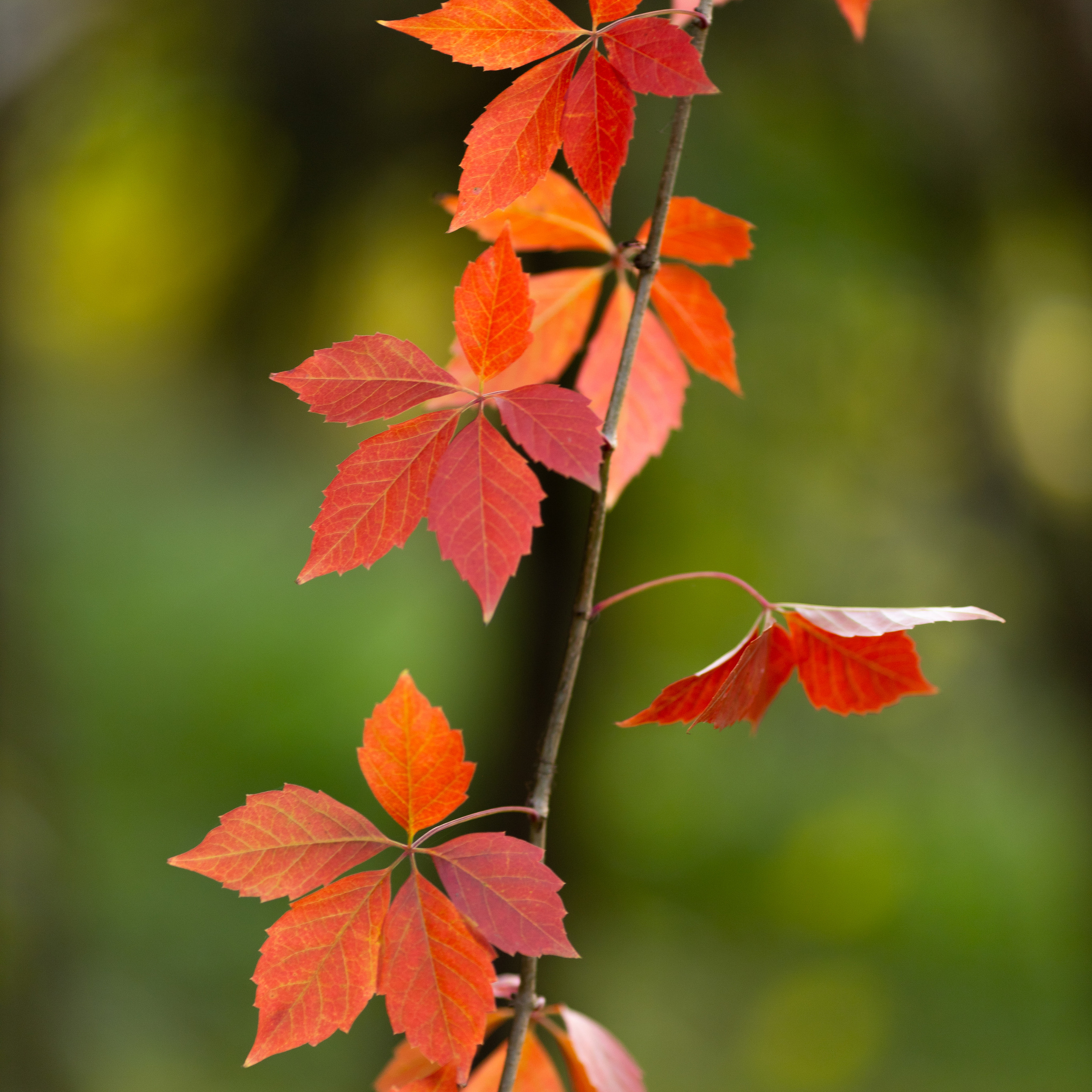 Крук вокруг - фотографии природы и животных. Фотограф в Москве Катарина Крук