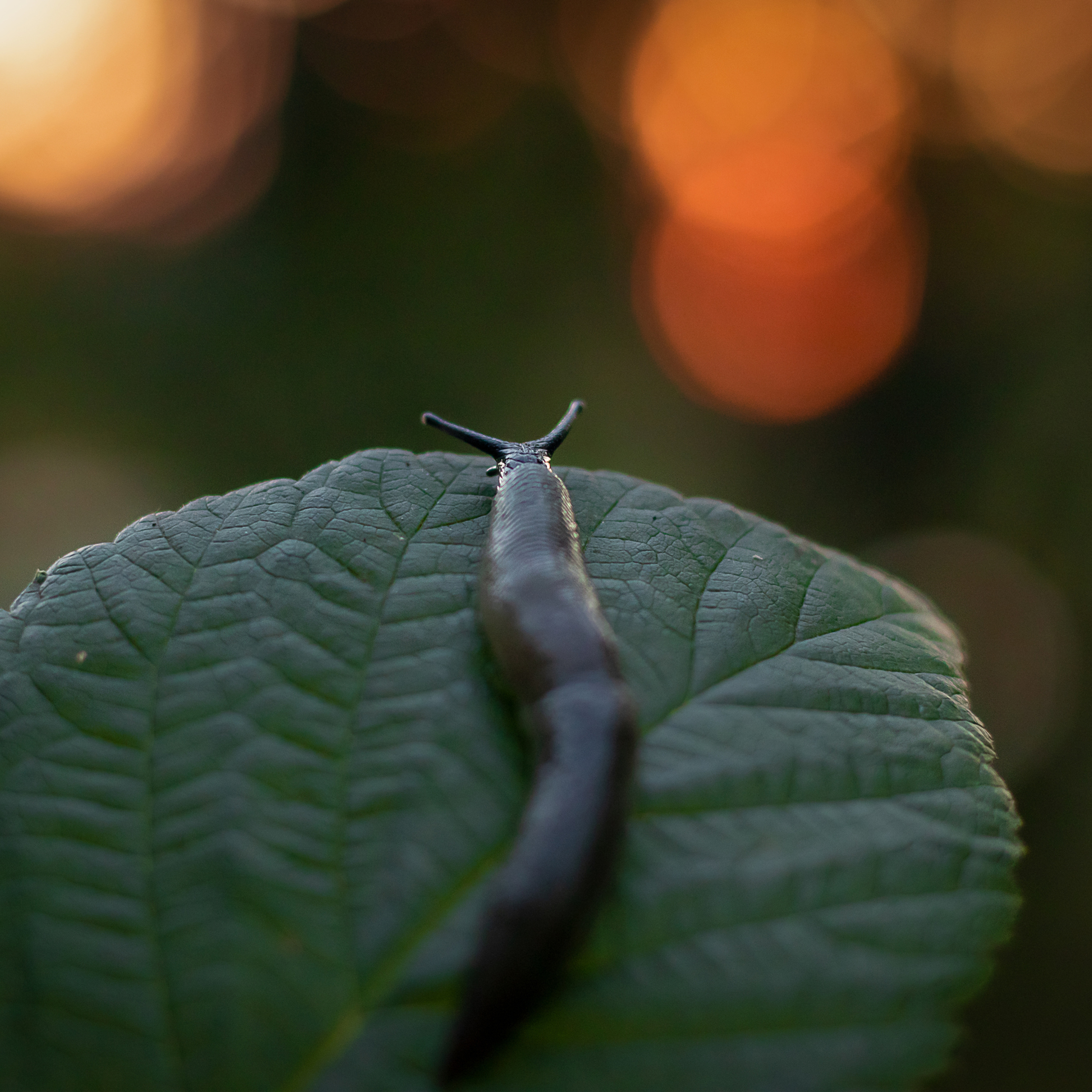 Фотография слизня на листе в закатный час