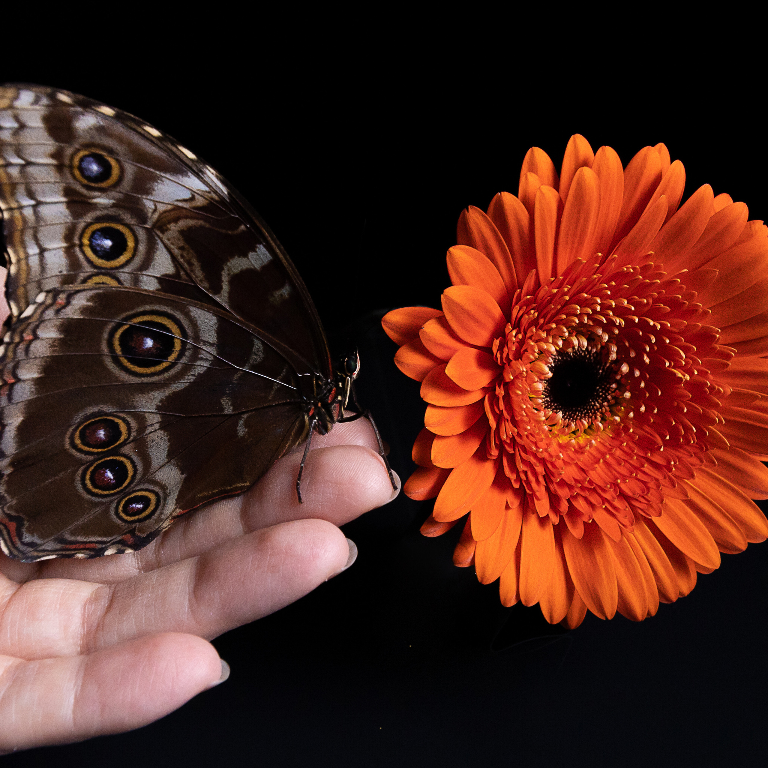 Крук вокруг - фотографии природы и животных. Фотограф в Москве Катарина Крук