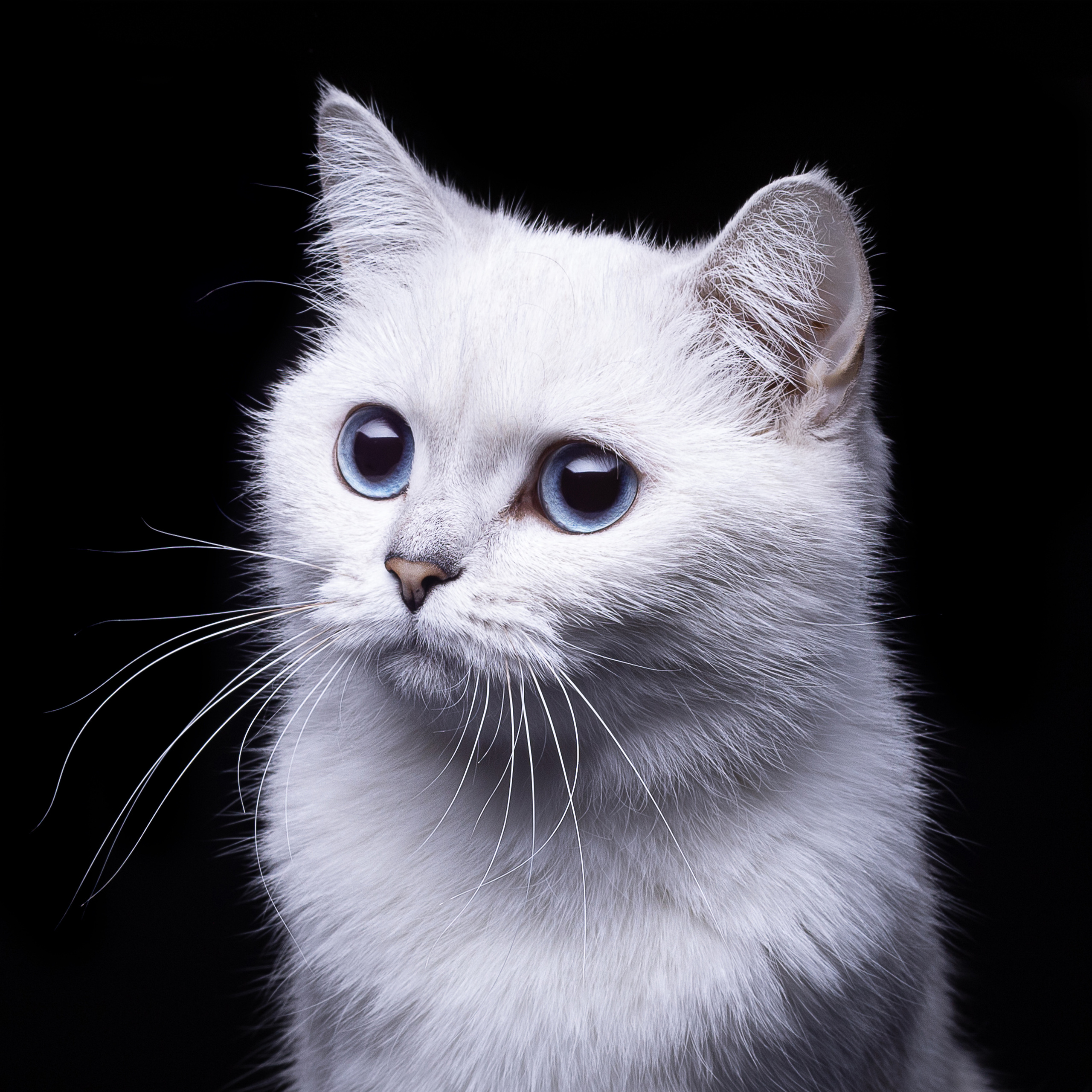 Крук вокруг - фотографии природы и животных. Фотограф в Москве Катарина Крук