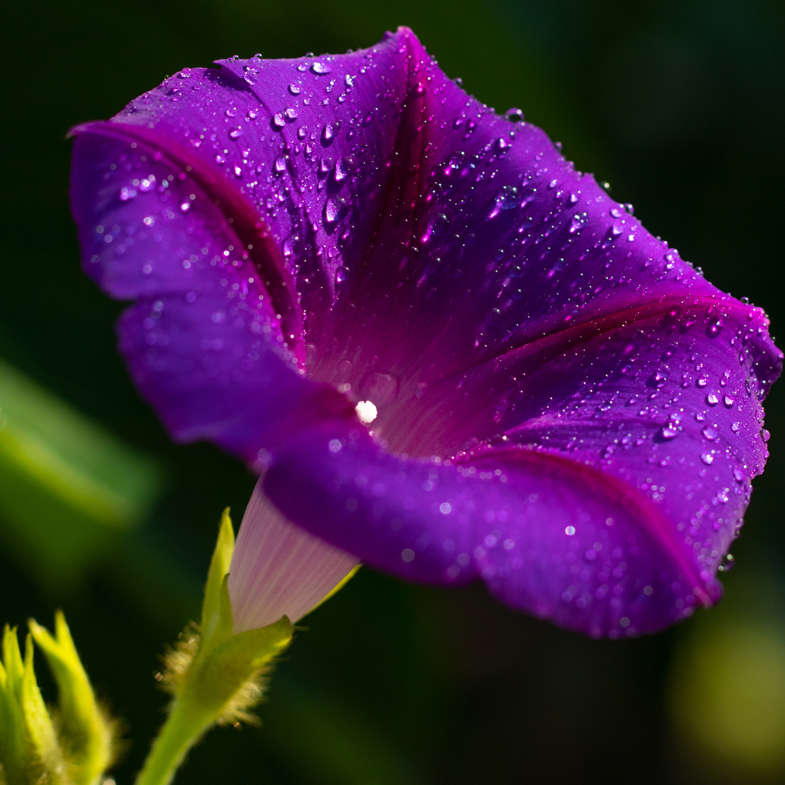 Сиреневый цветок вьюнка