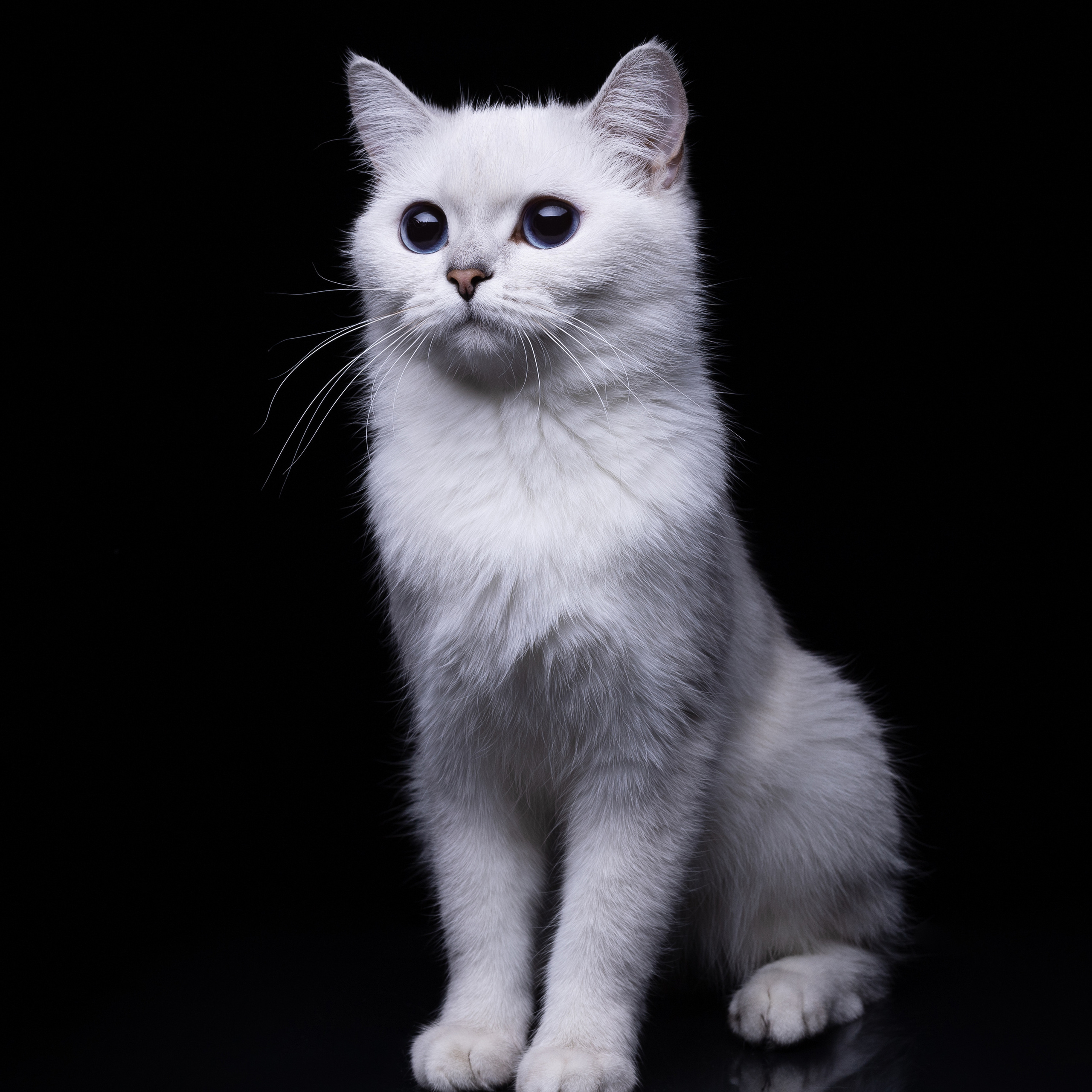 Крук вокруг - фотографии природы и животных. Фотограф в Москве Катарина Крук