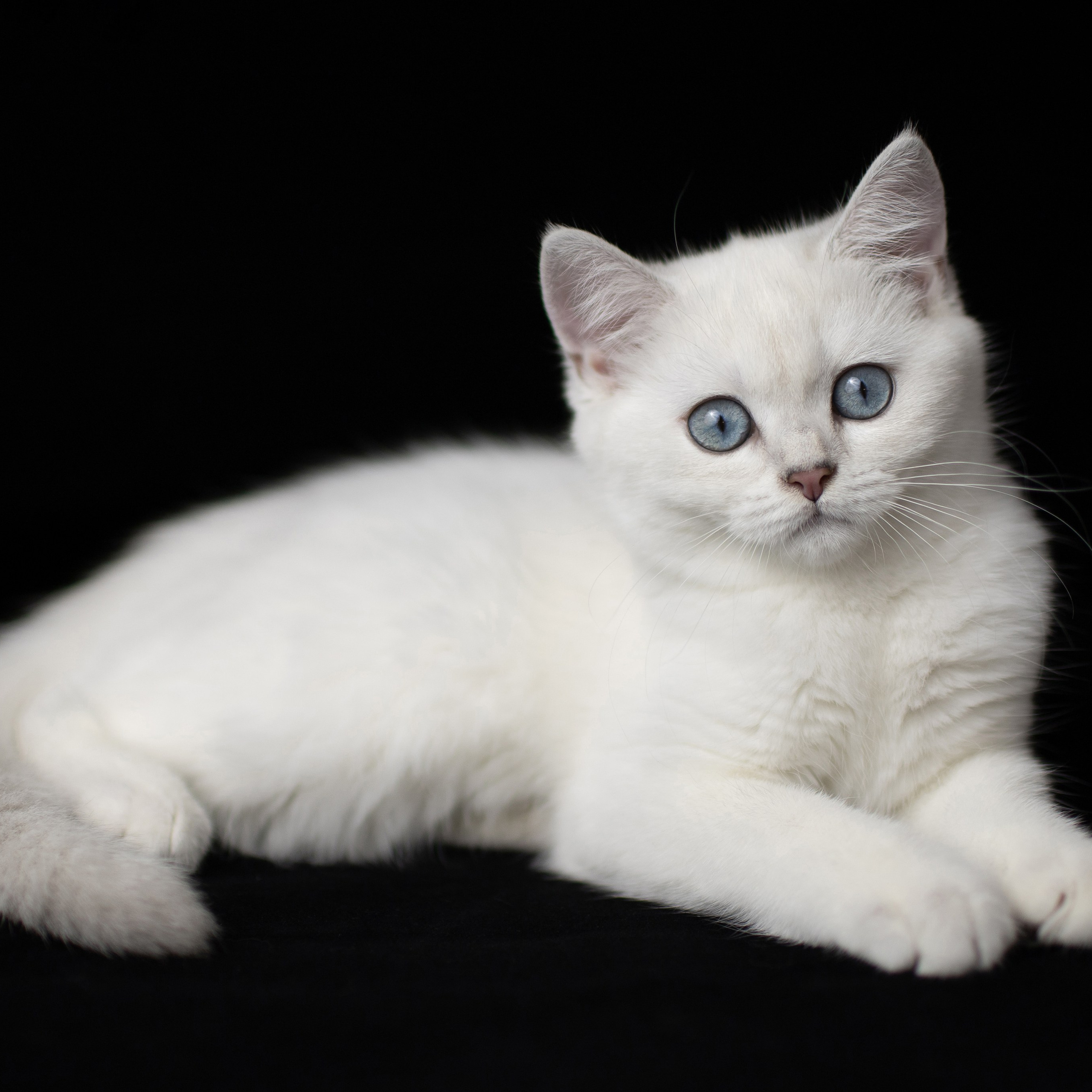 Крук вокруг - фотографии природы и животных. Фотограф в Москве Катарина Крук