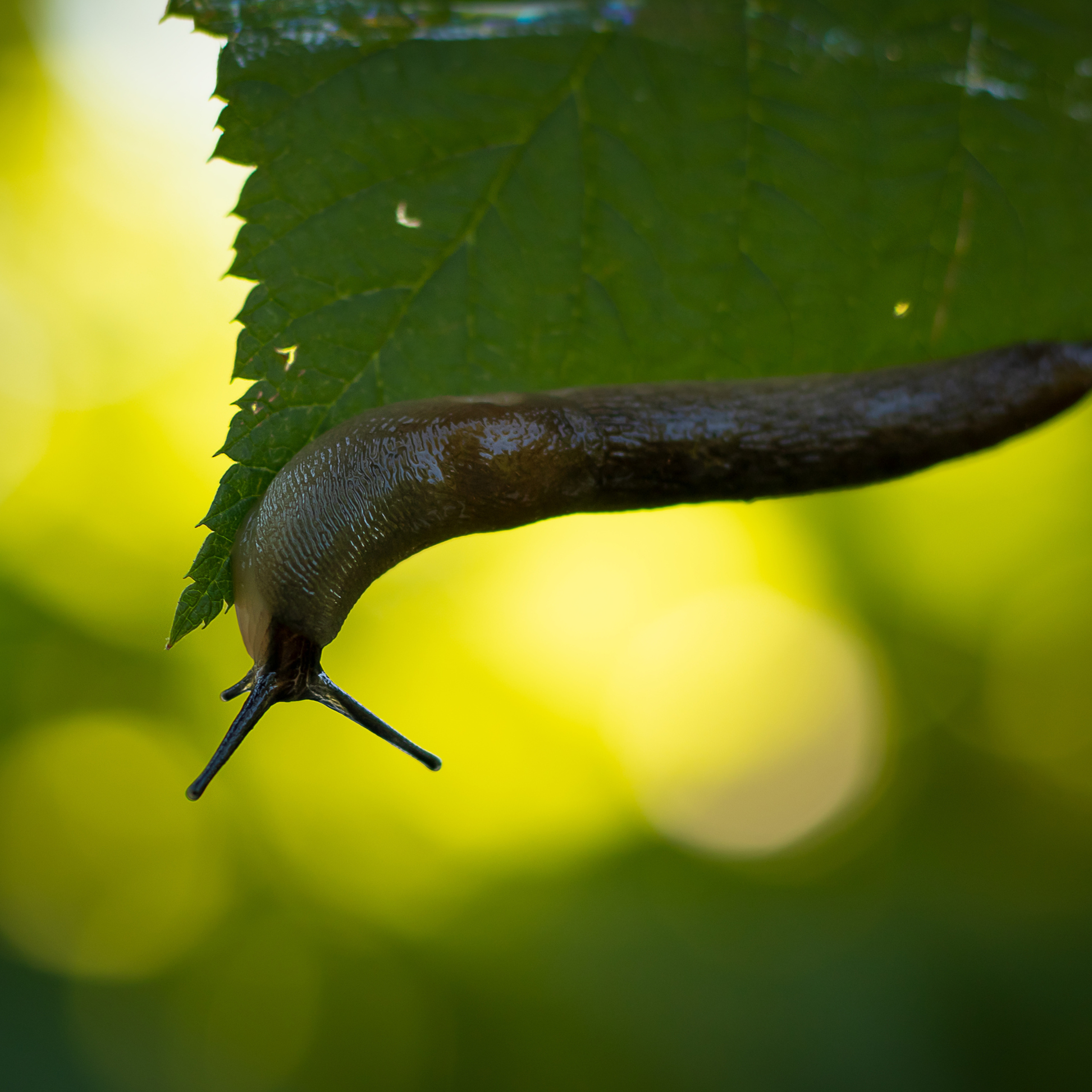 Слизень на листе