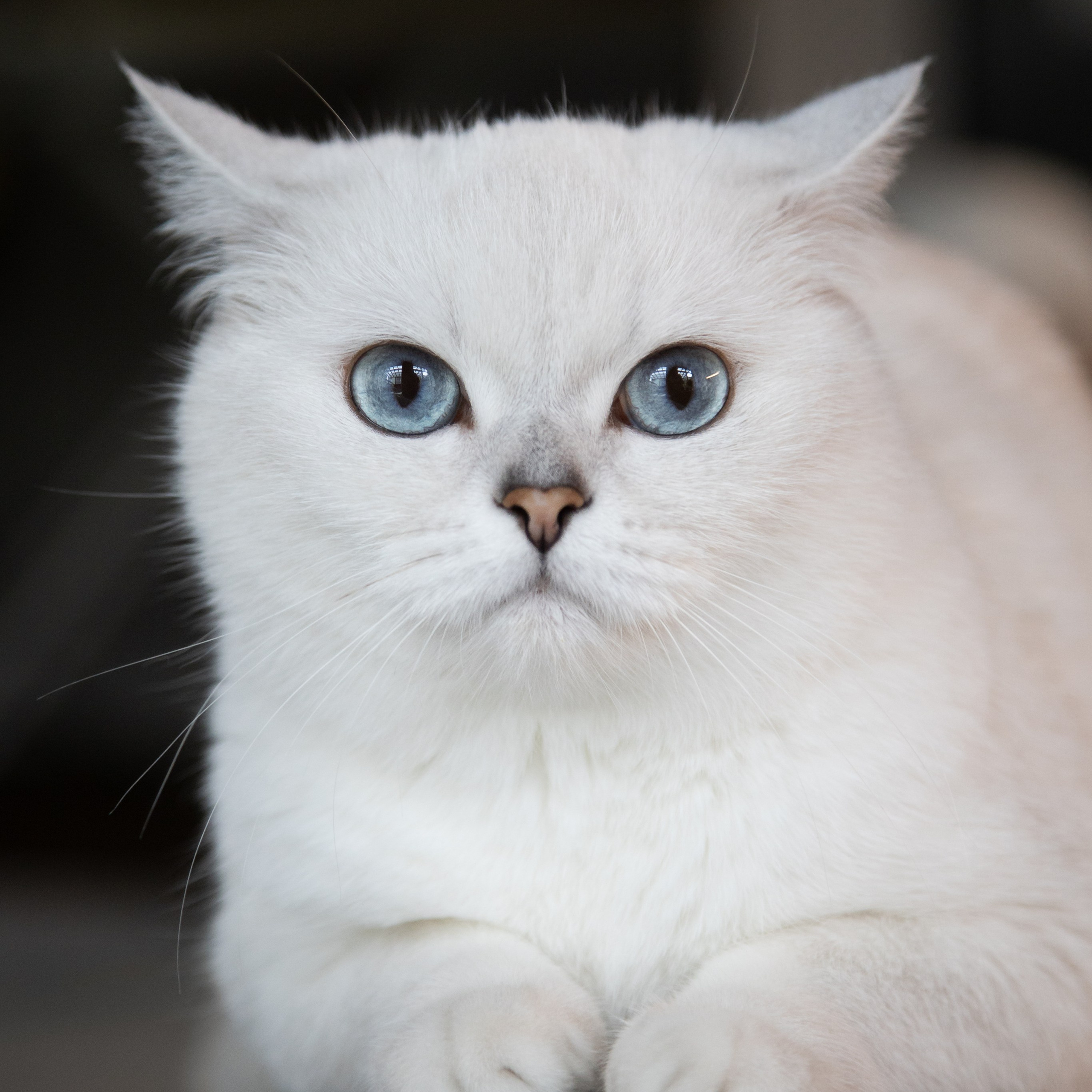 Крук вокруг - фотографии природы и животных. Фотограф в Москве Катарина Крук