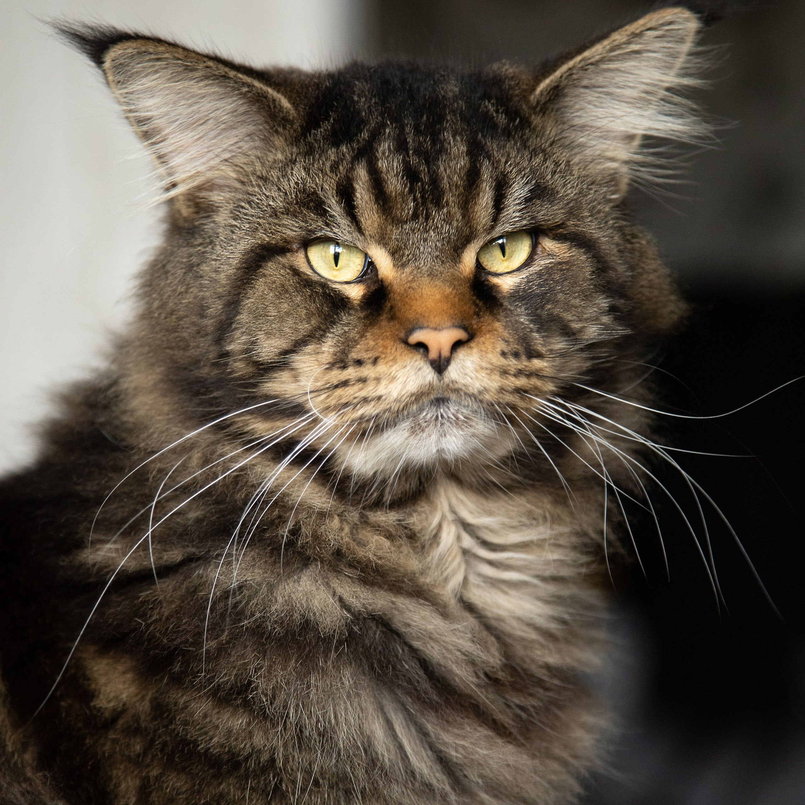 Крук вокруг - фотографии природы и животных. Фотограф в Москве Катарина Крук