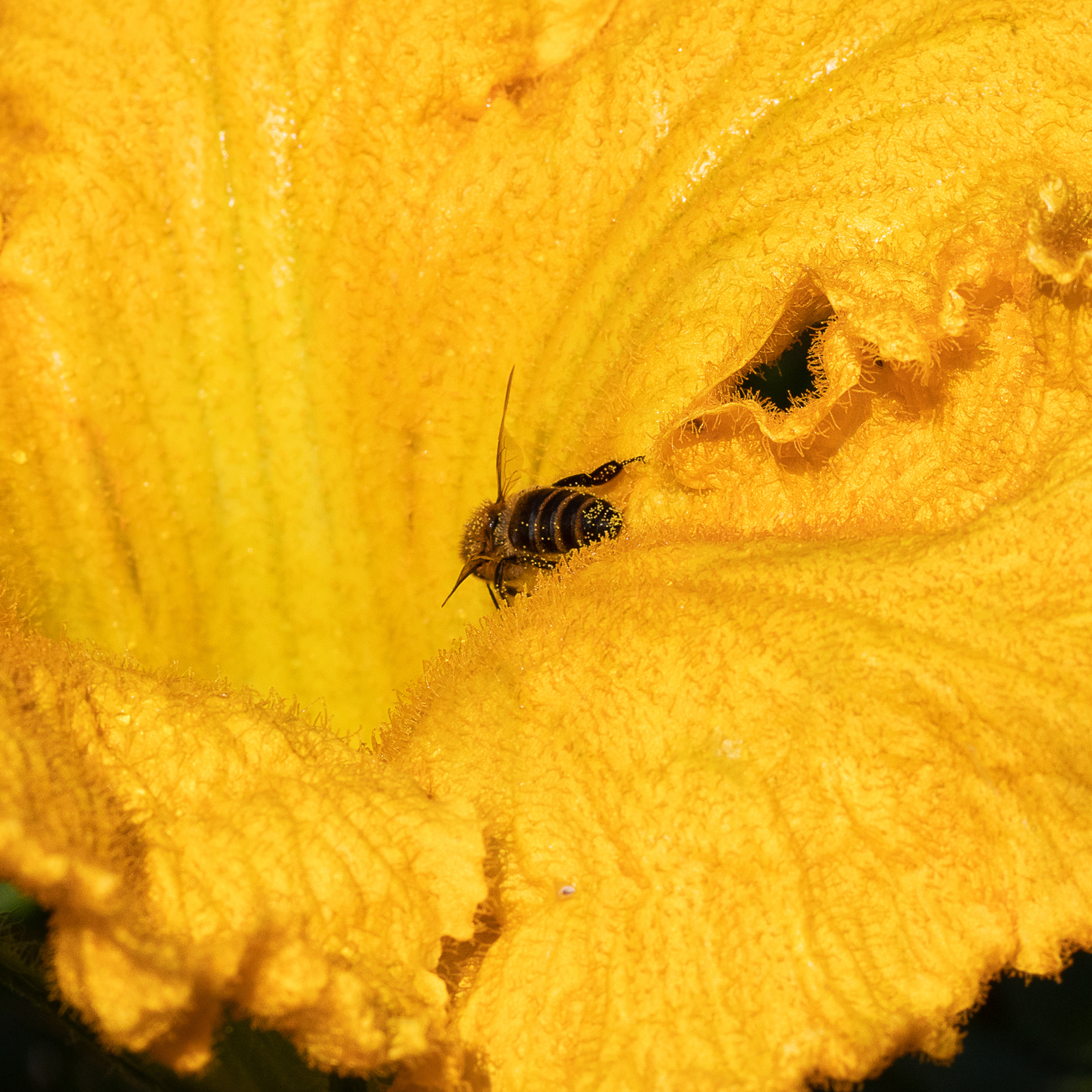 Пчела на цветке тыквы