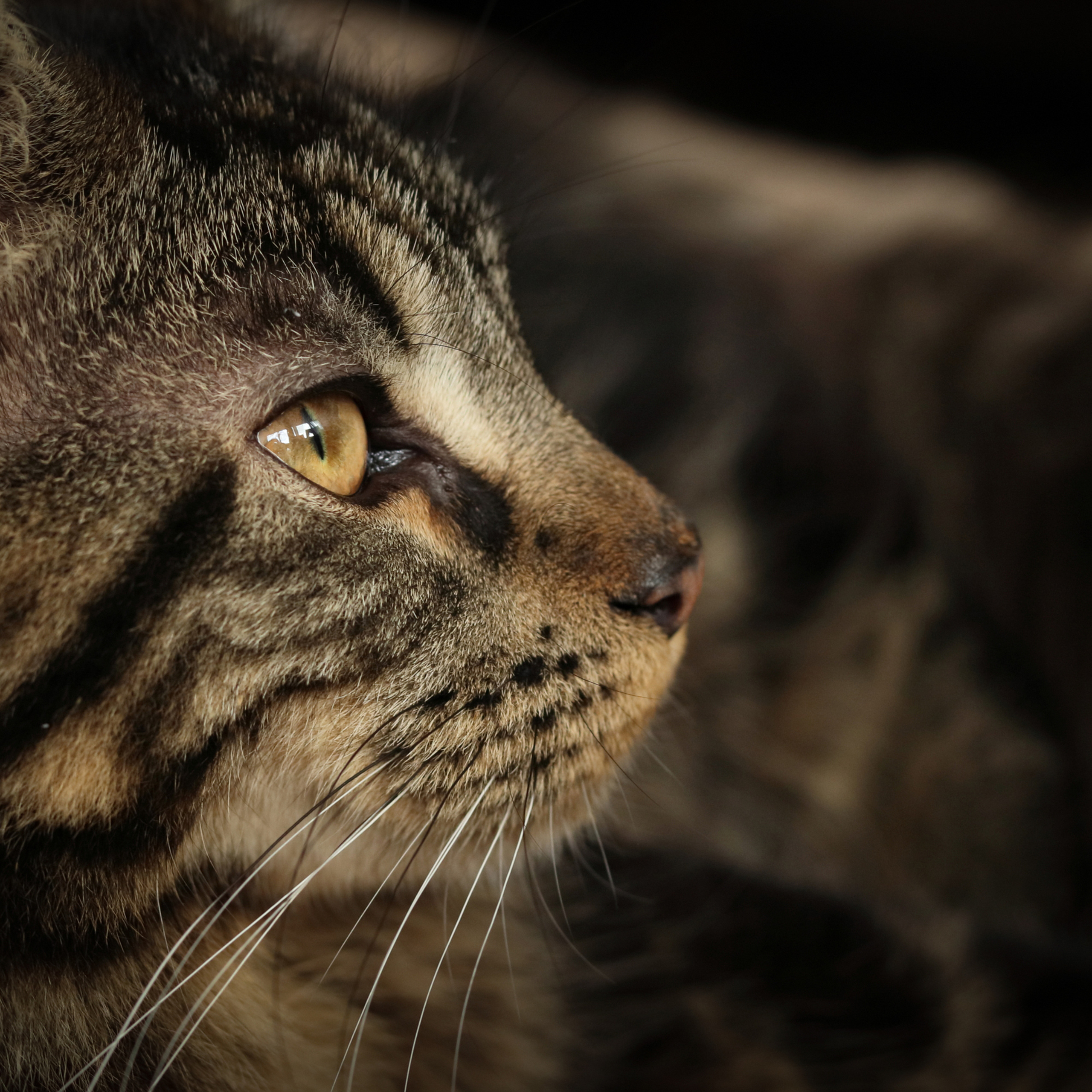 Кошка породы мейн кун