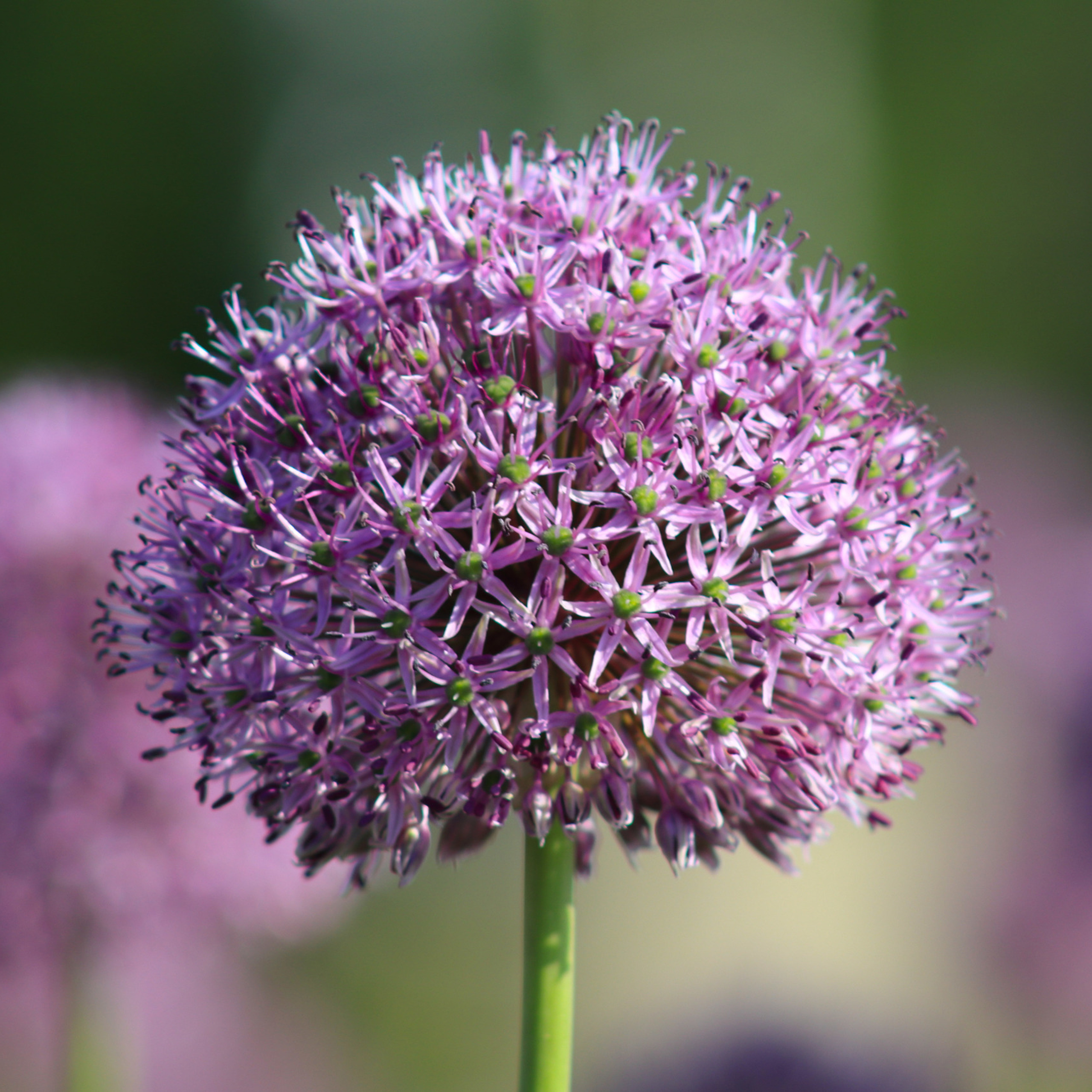 Декоративный лук сиреневого цвета