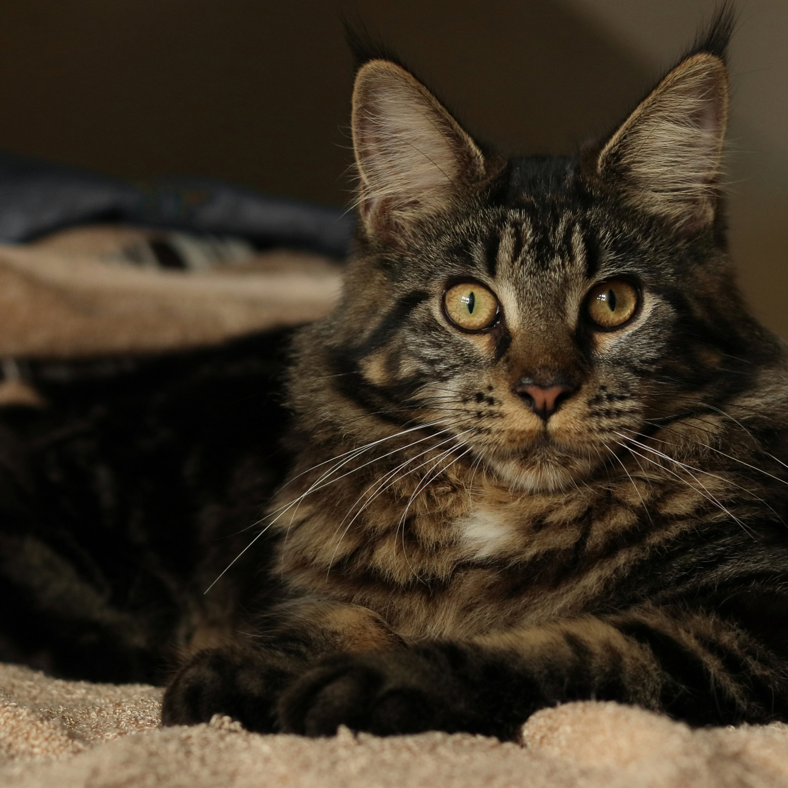 Кошка породы мейн кун