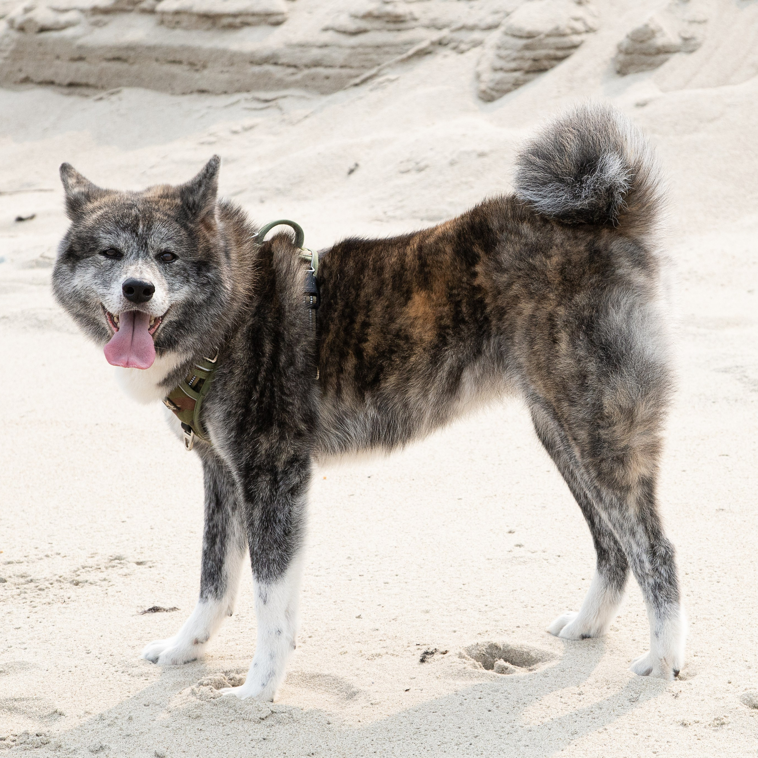 Крук вокруг - фотографии природы и животных. Фотограф в Москве Катарина Крук