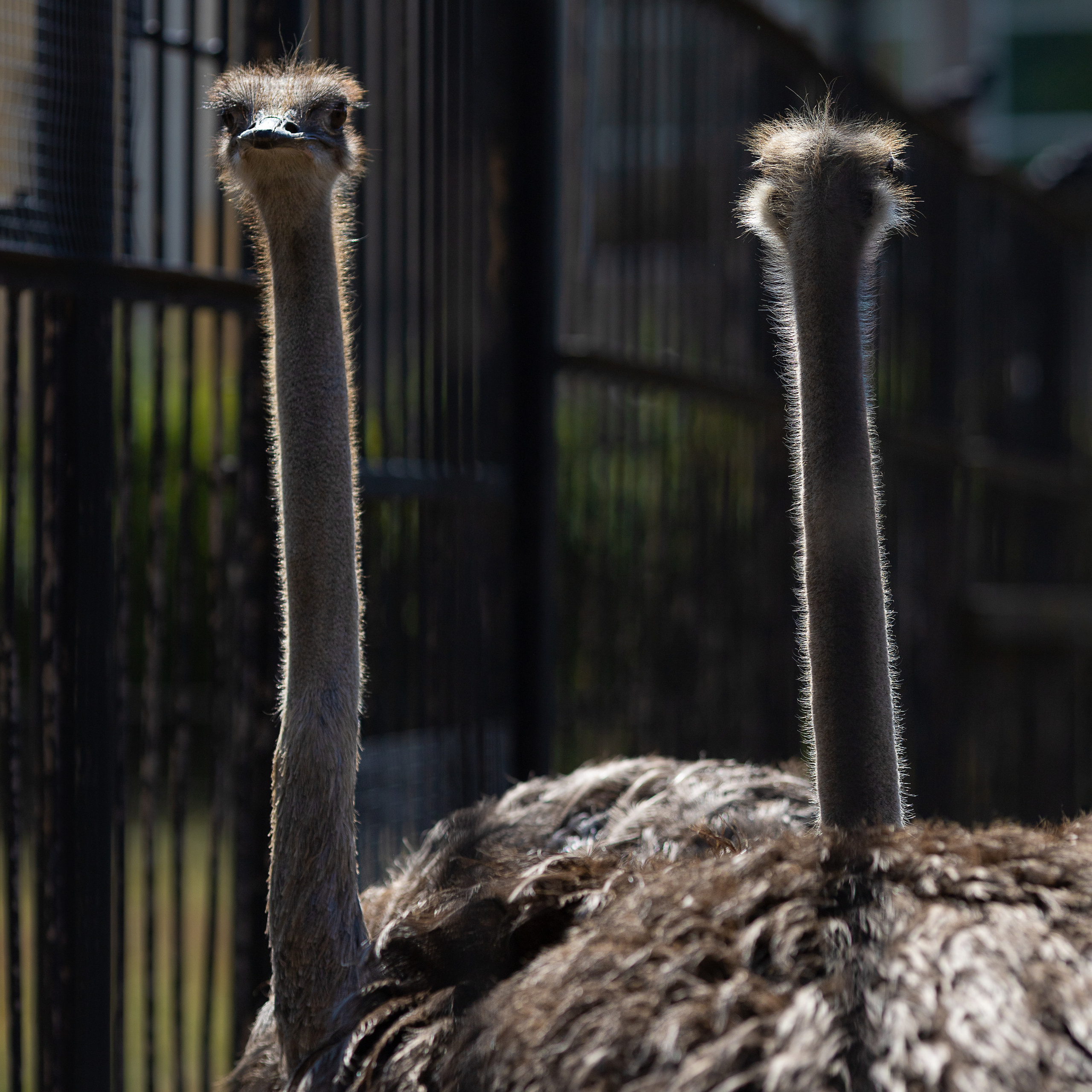 Крук вокруг - фотографии природы и животных. Фотограф в Москве Катарина Крук