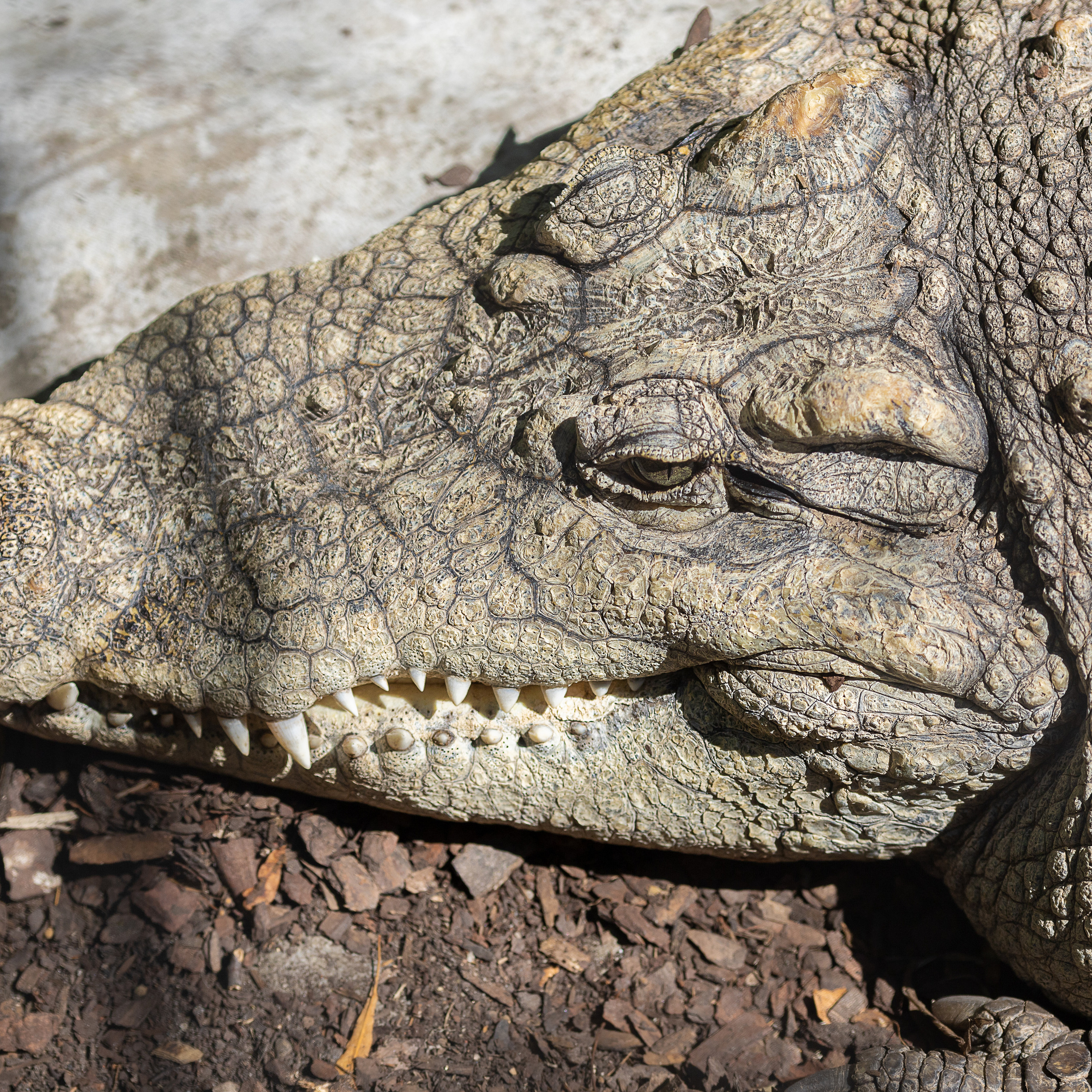 Крук вокруг - фотографии природы и животных. Фотограф в Москве Катарина Крук
