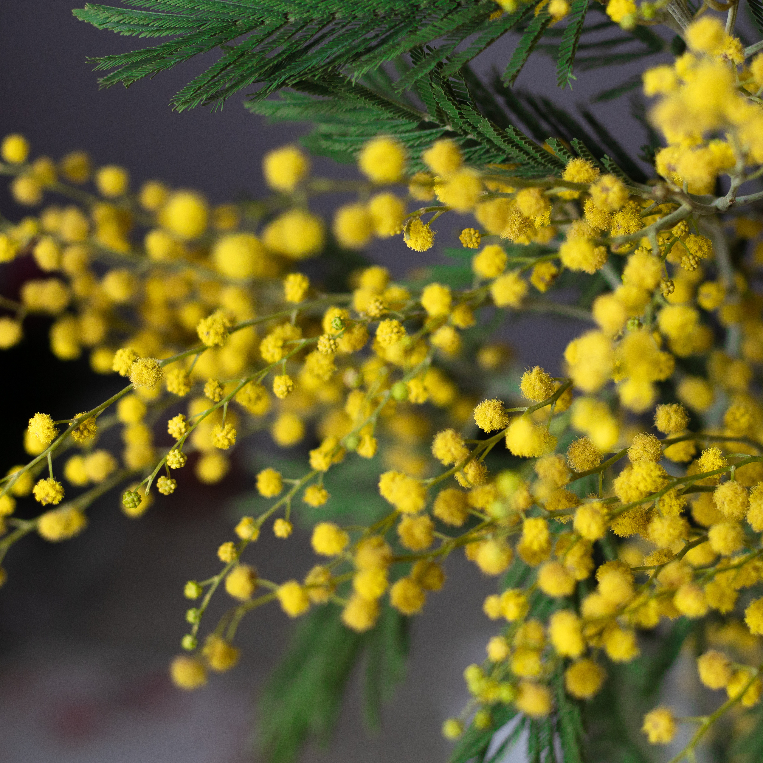 Мимоза. Желтая мимоза.