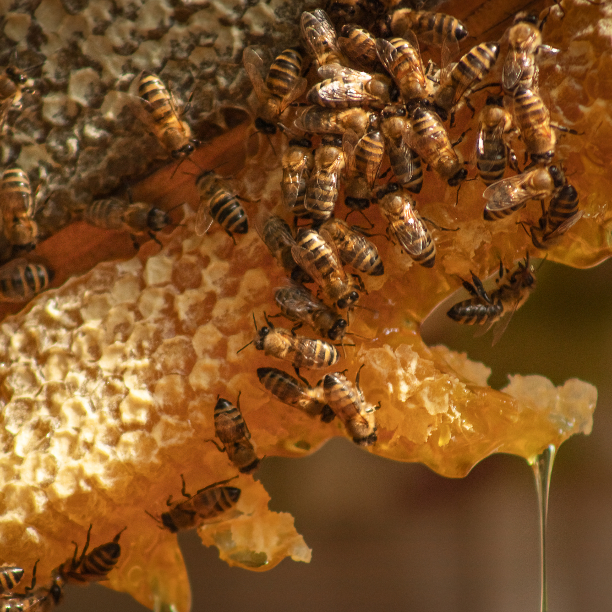 Пчелиные соты с пчелами и мёдом