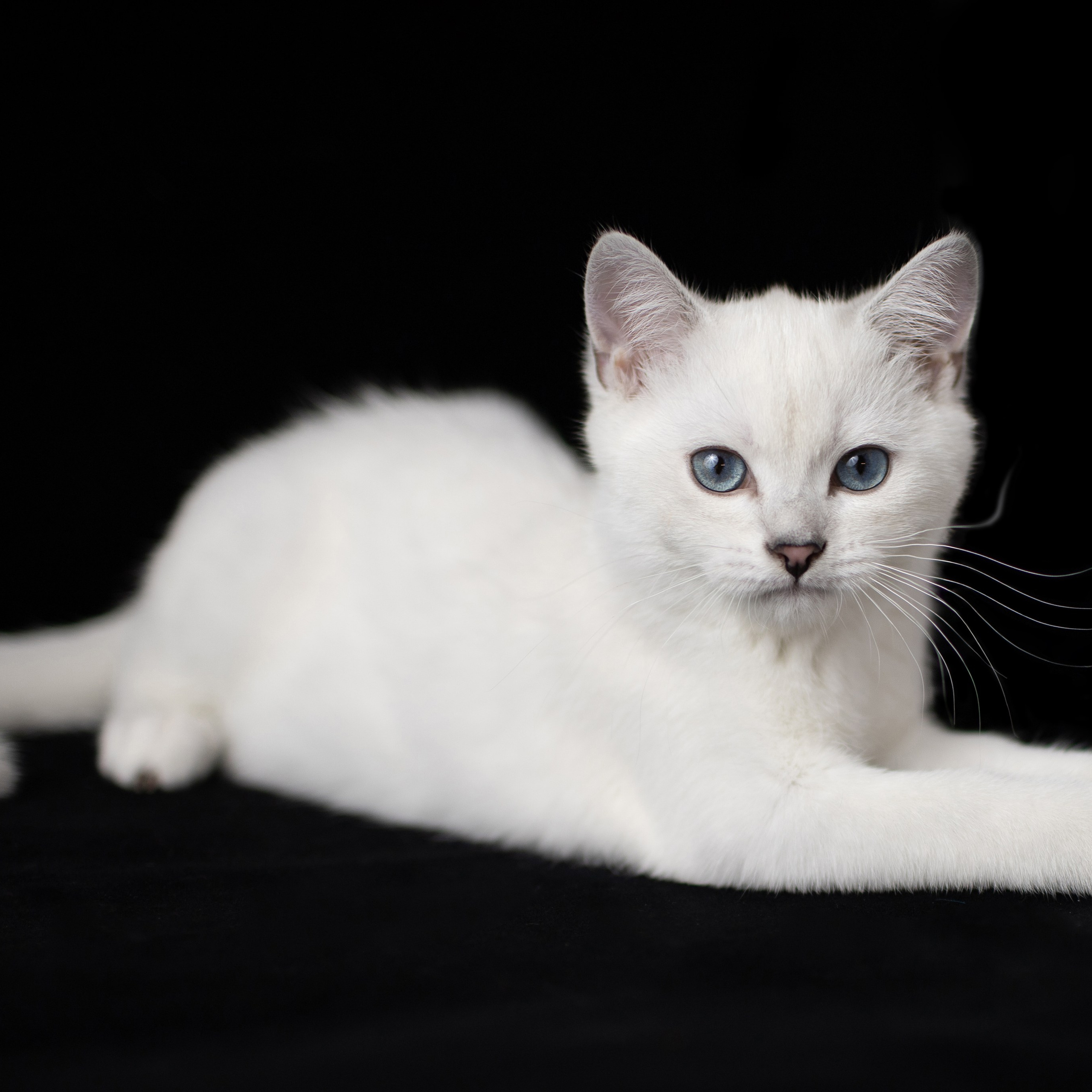 Крук вокруг - фотографии природы и животных. Фотограф в Москве Катарина Крук