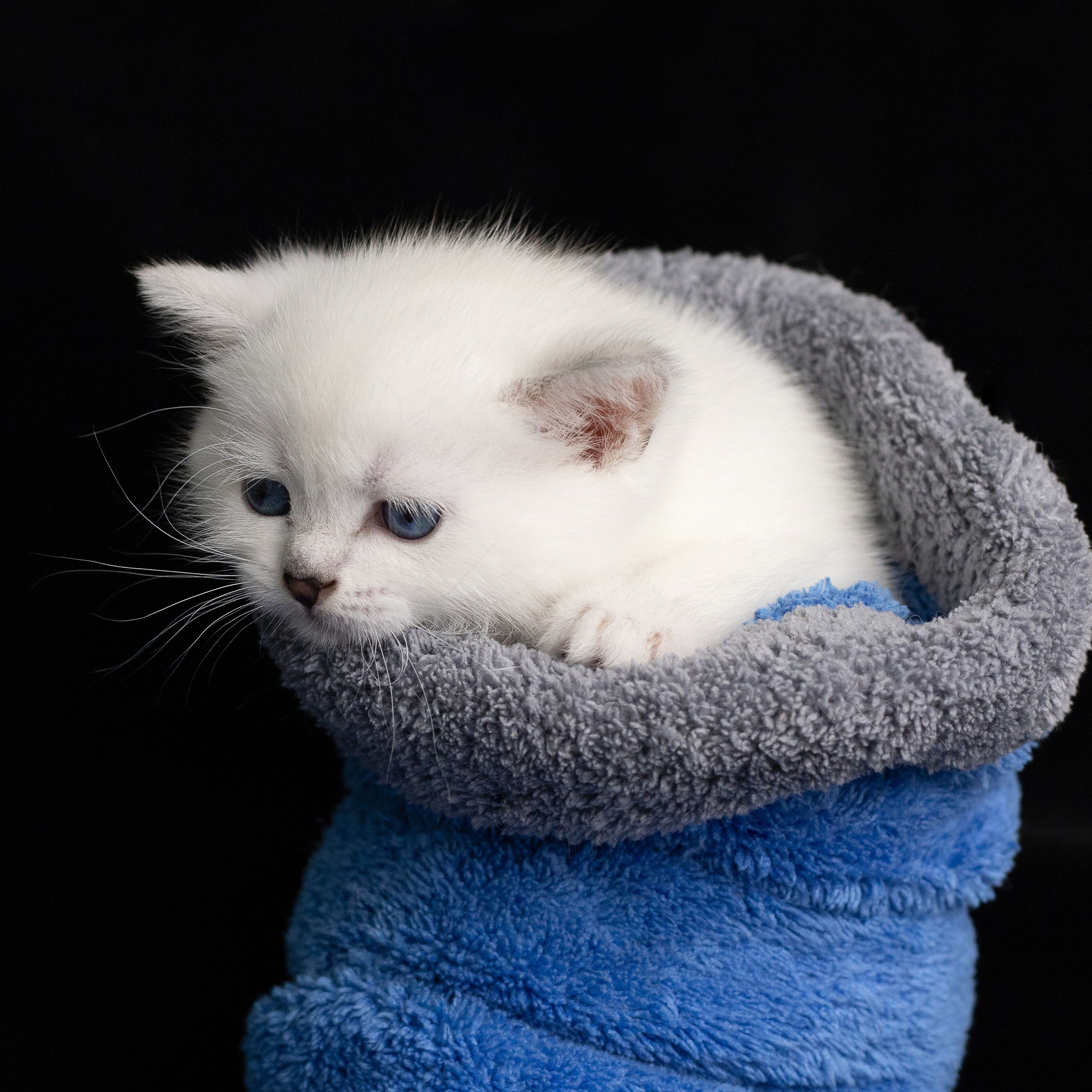 Крук вокруг - фотографии природы и животных. Фотограф в Москве Катарина Крук