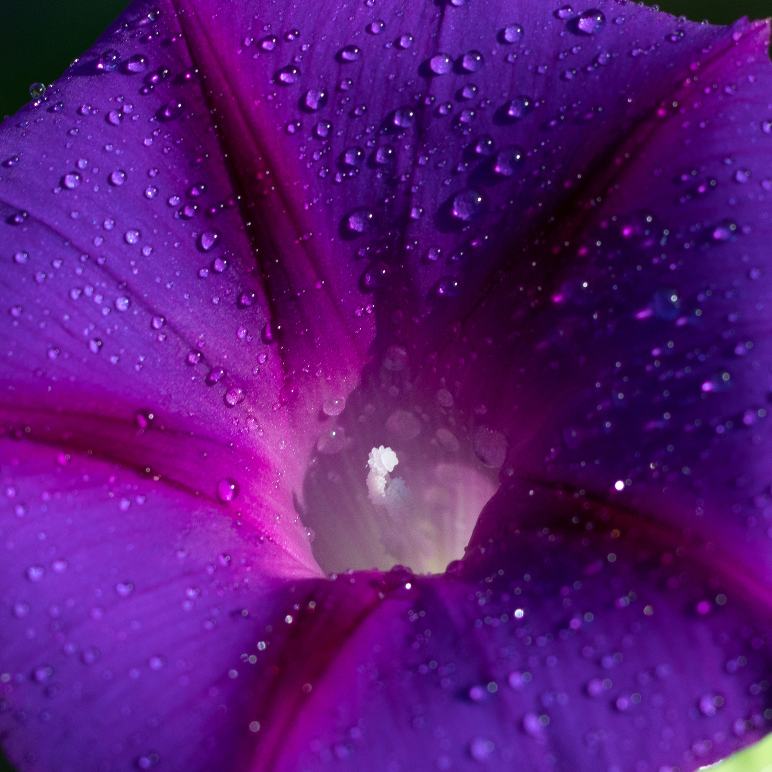 Сиреневый цветок вьюнка