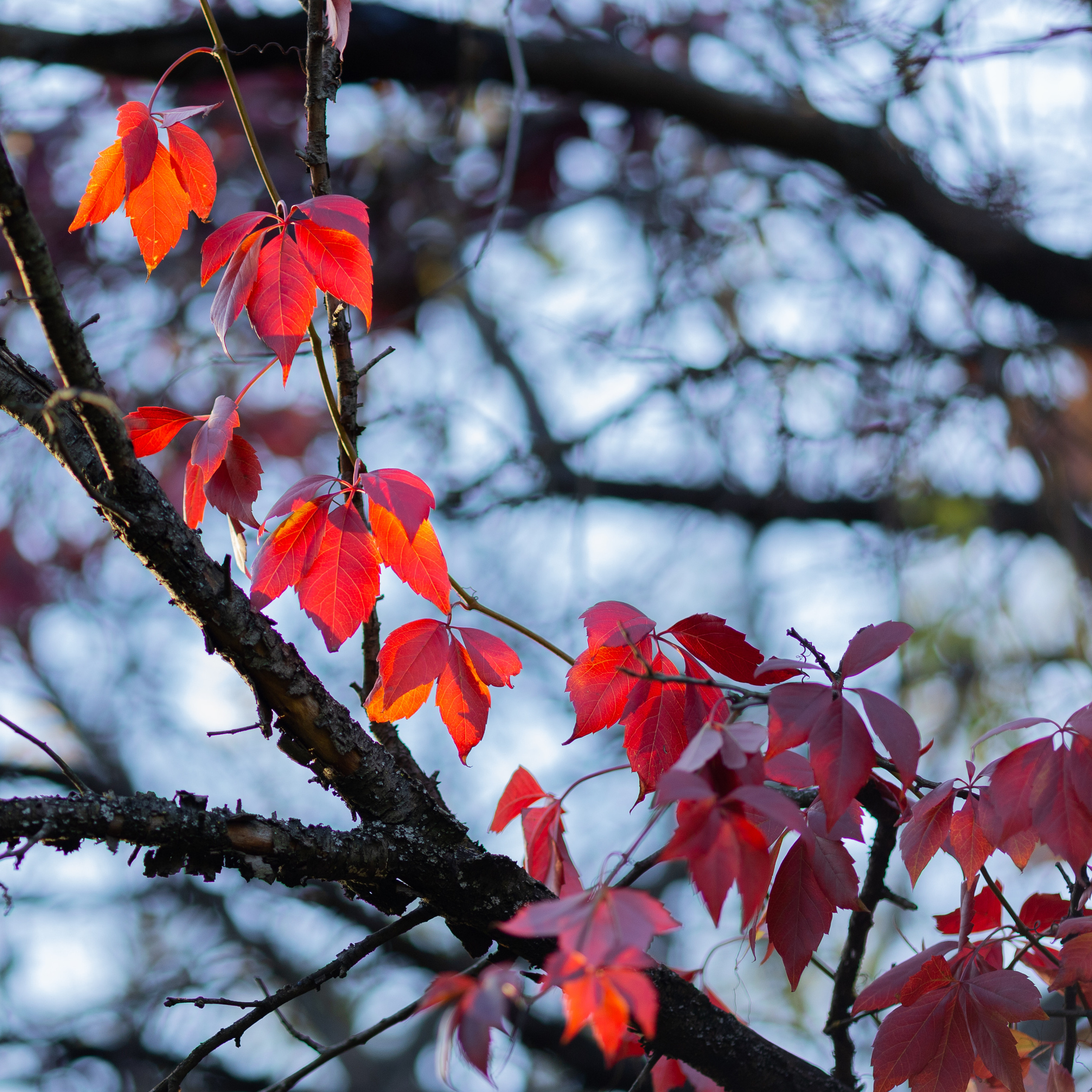 Крук вокруг - фотографии природы и животных. Фотограф в Москве Катарина Крук