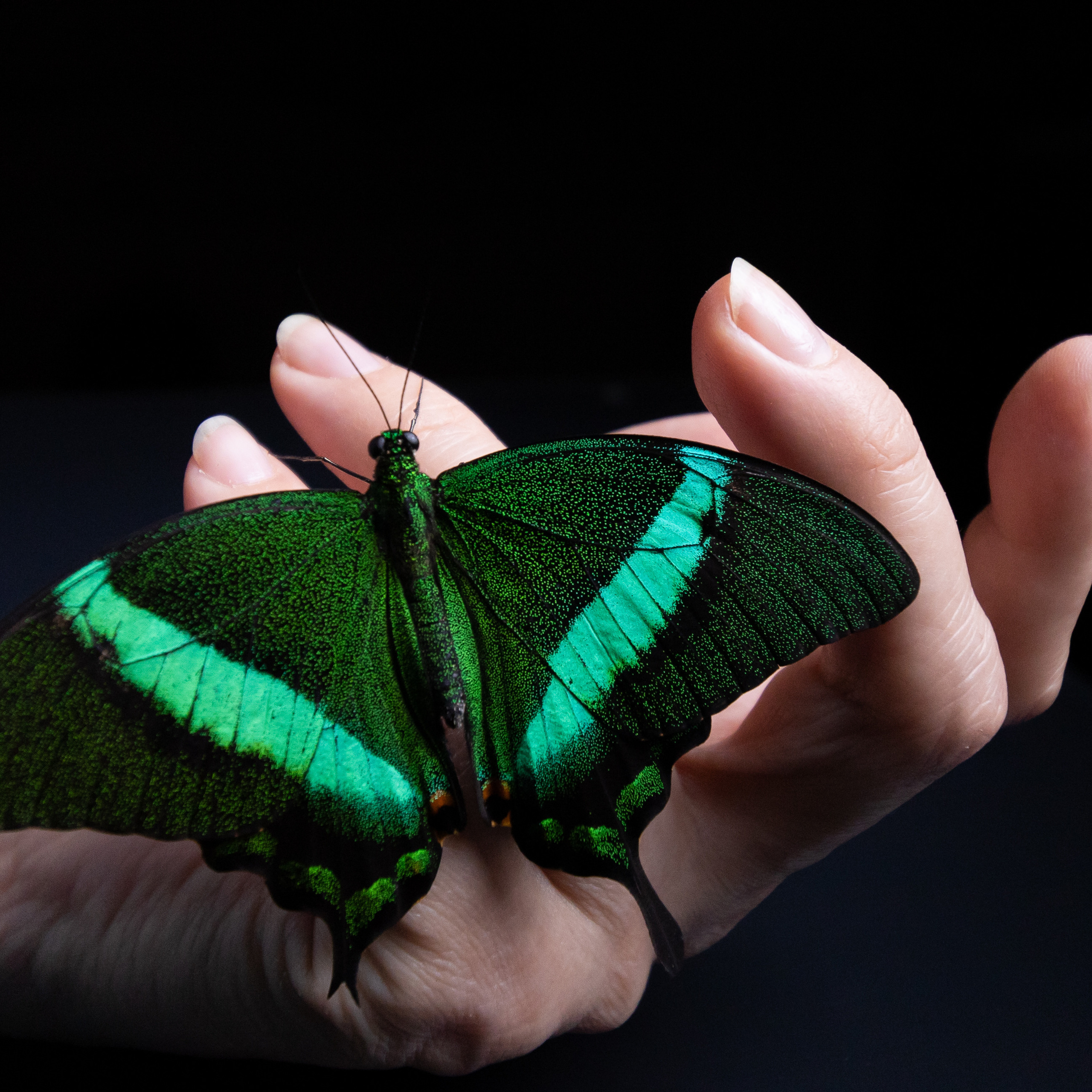 Крук вокруг - фотографии природы и животных. Фотограф в Москве Катарина Крук