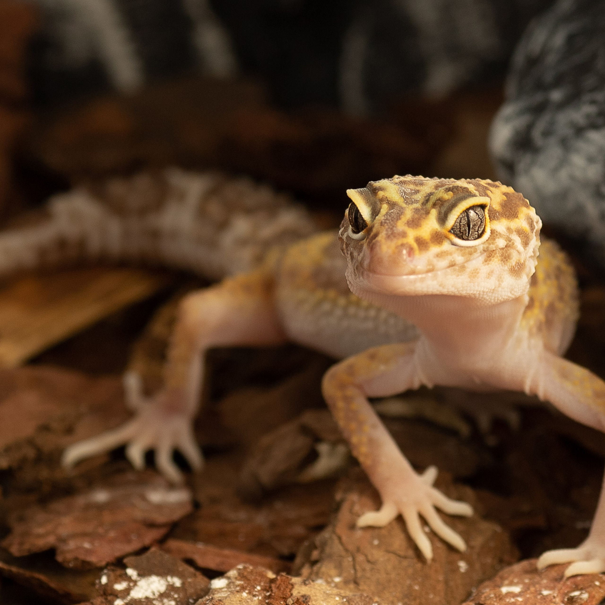 Крук вокруг - фотографии природы и животных. Фотограф в Москве Катарина Крук