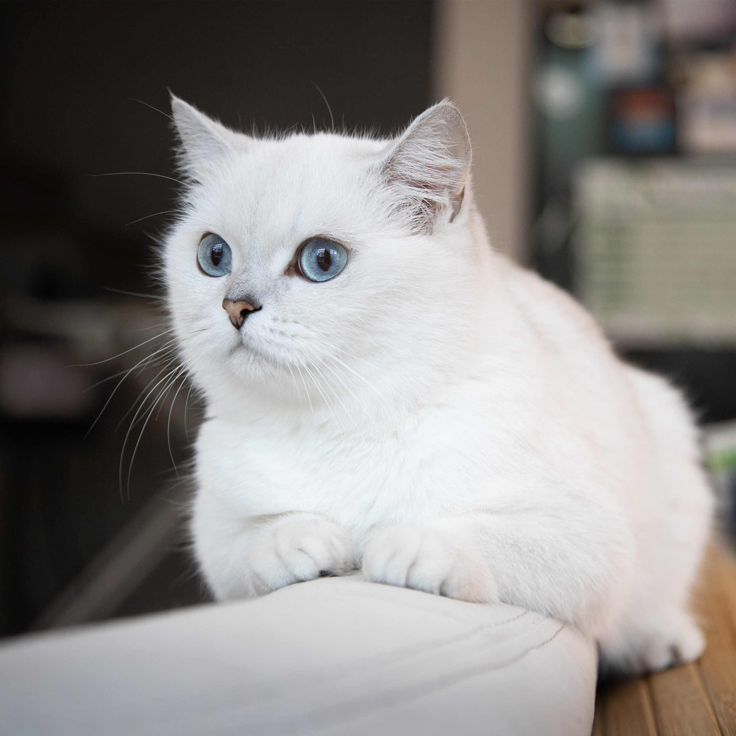 Крук вокруг - фотографии природы и животных. Фотограф в Москве Катарина Крук