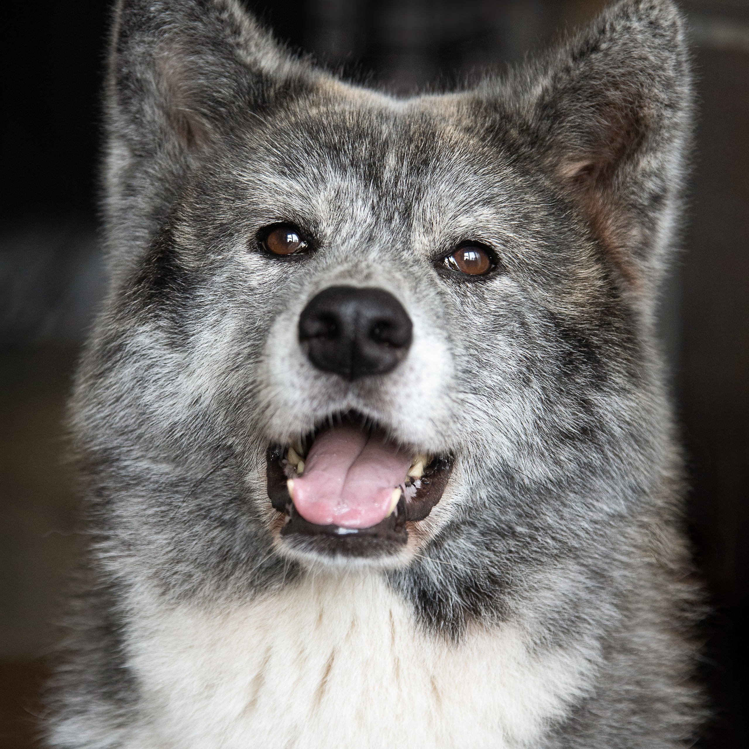 Крук вокруг - фотографии природы и животных. Фотограф в Москве Катарина Крук