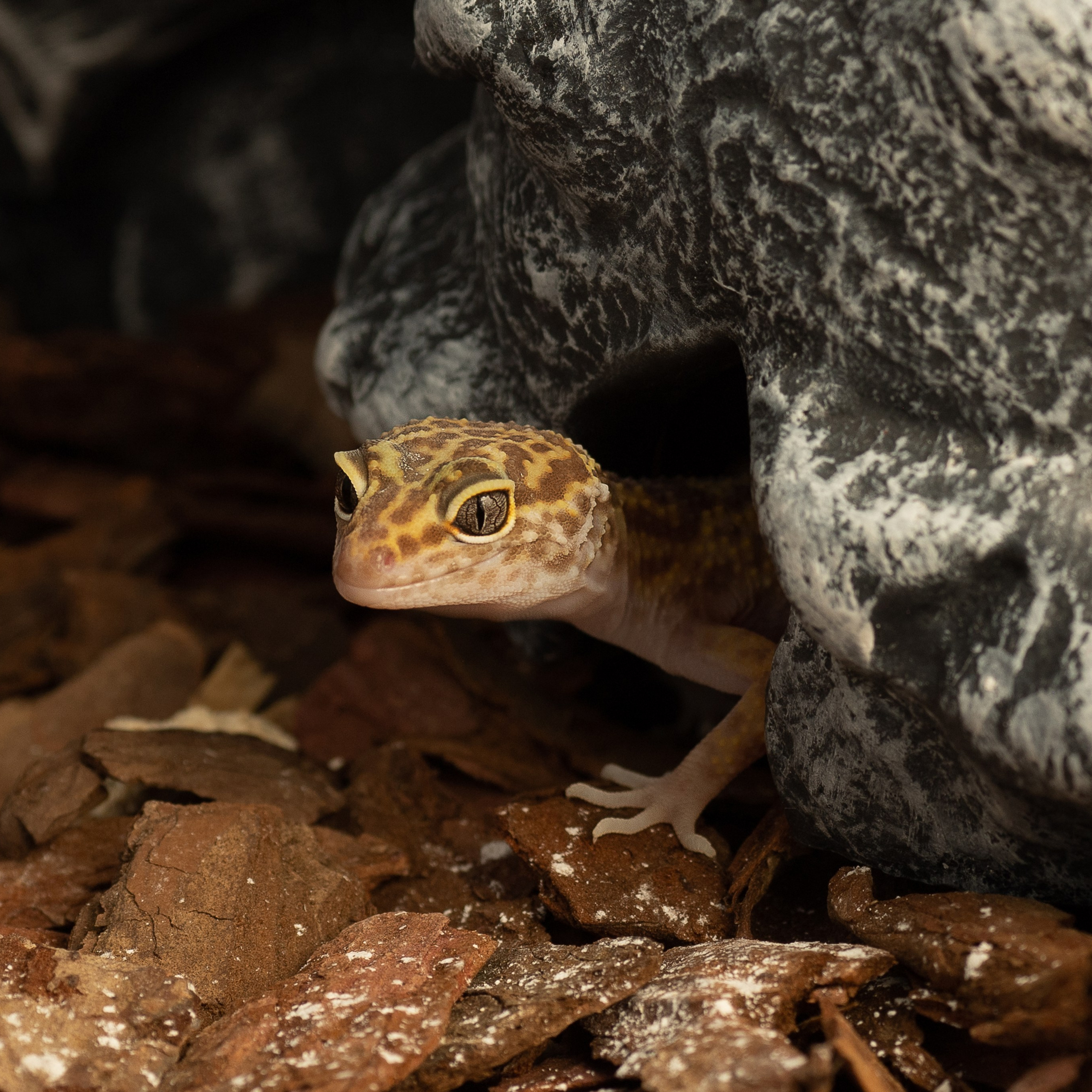 Крук вокруг - фотографии природы и животных. Фотограф в Москве Катарина Крук