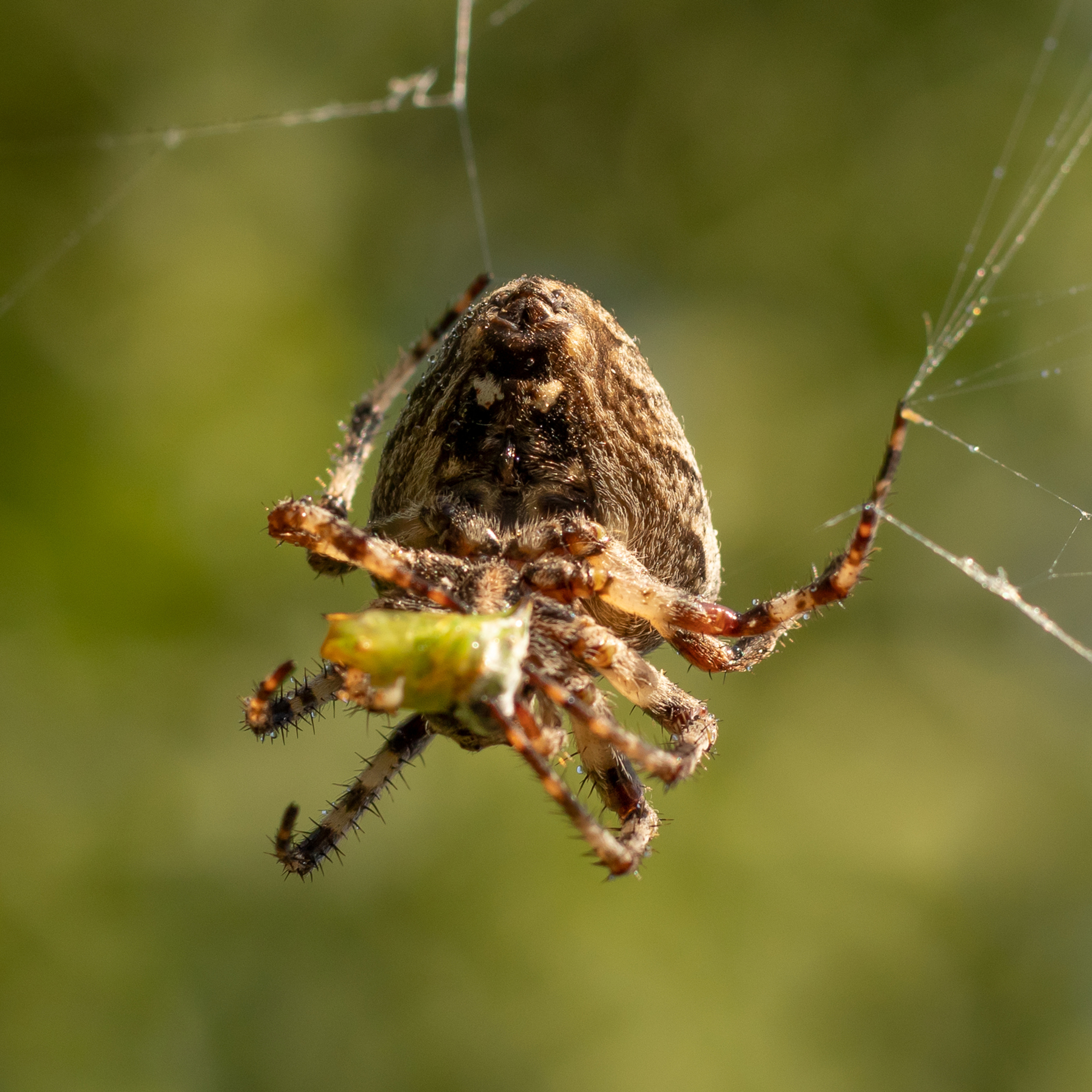 Паук крестовик