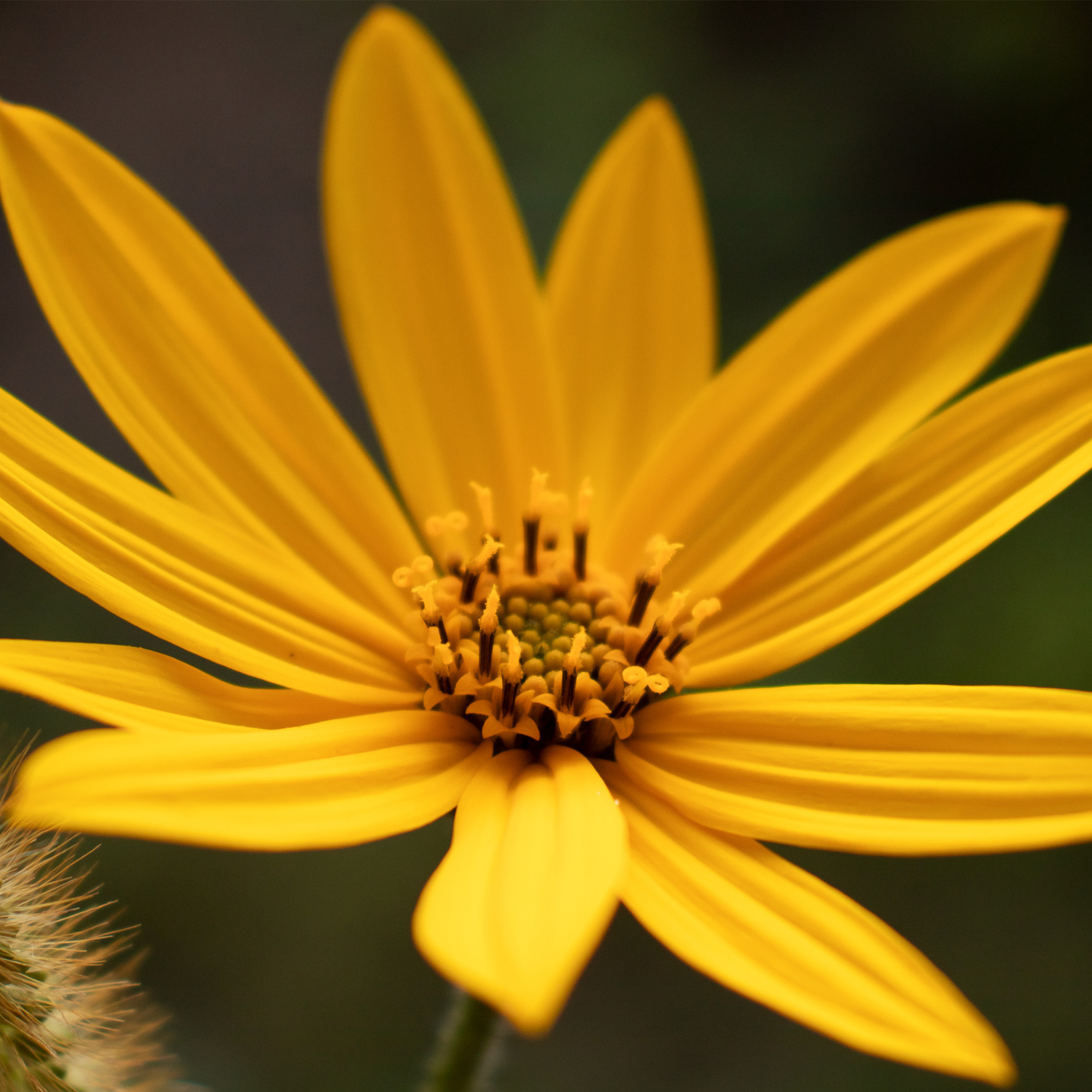 Желтый цветок. Топинамбур. Фотография цветка топинамбура.