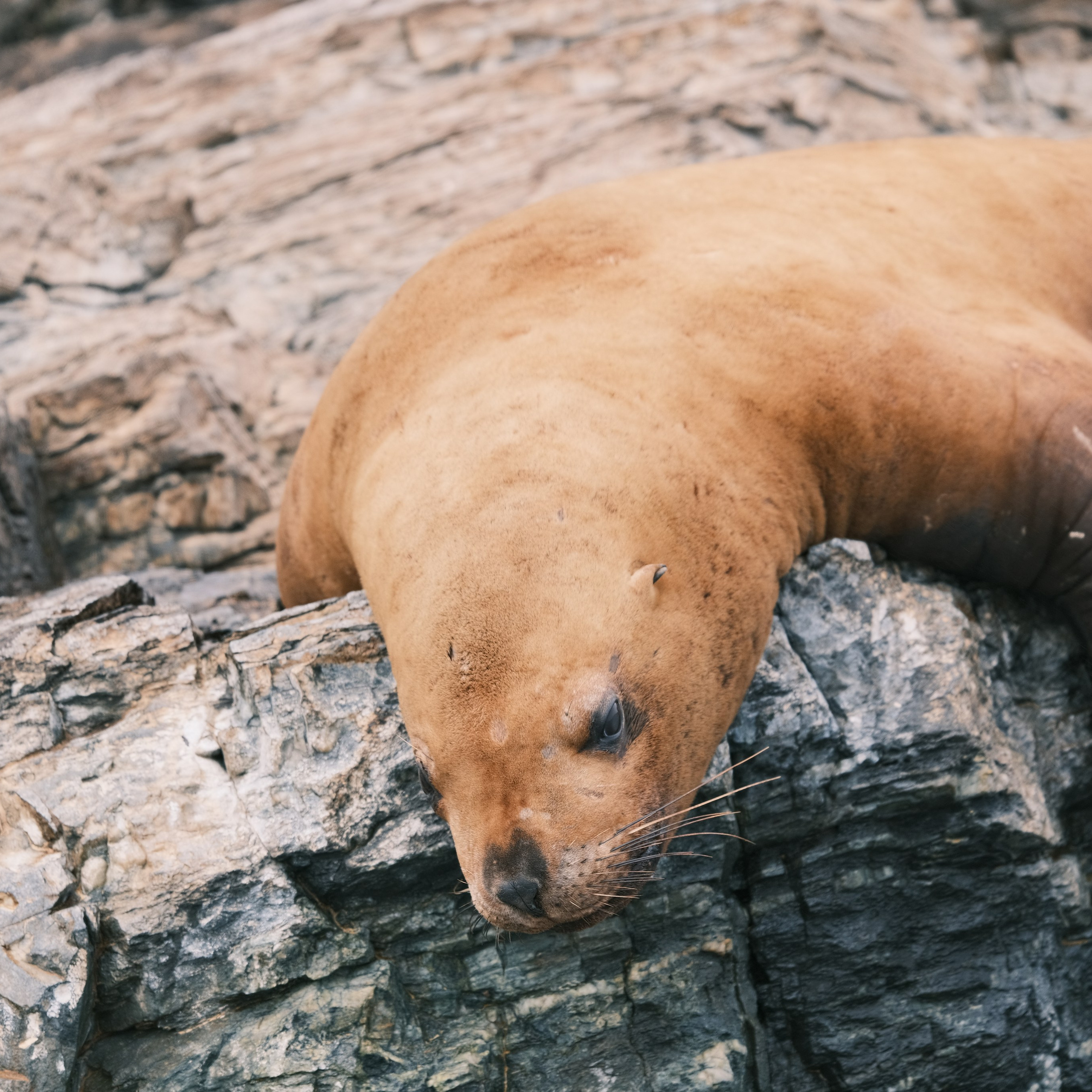 Сивучи. Искусство фотографии