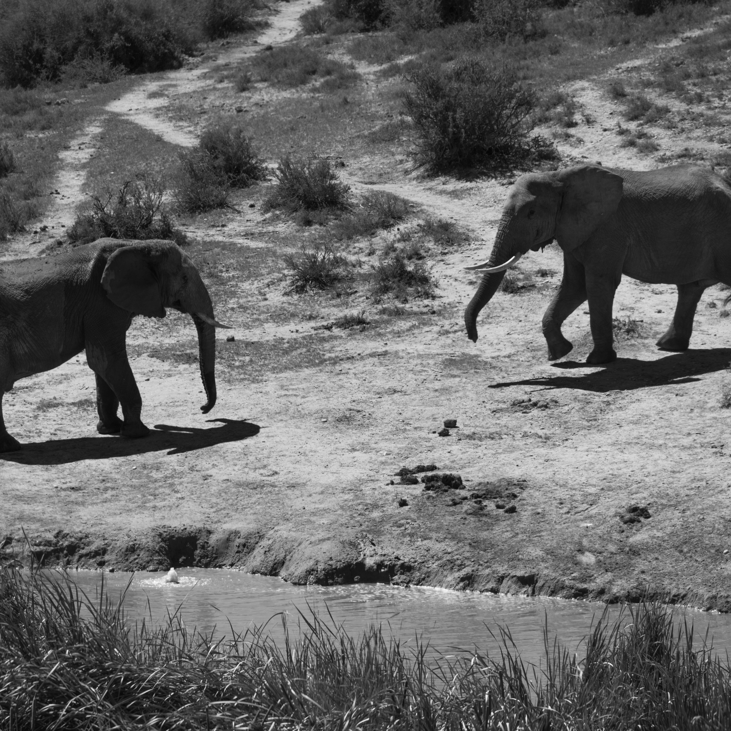 Слоны. Искусство фотографии