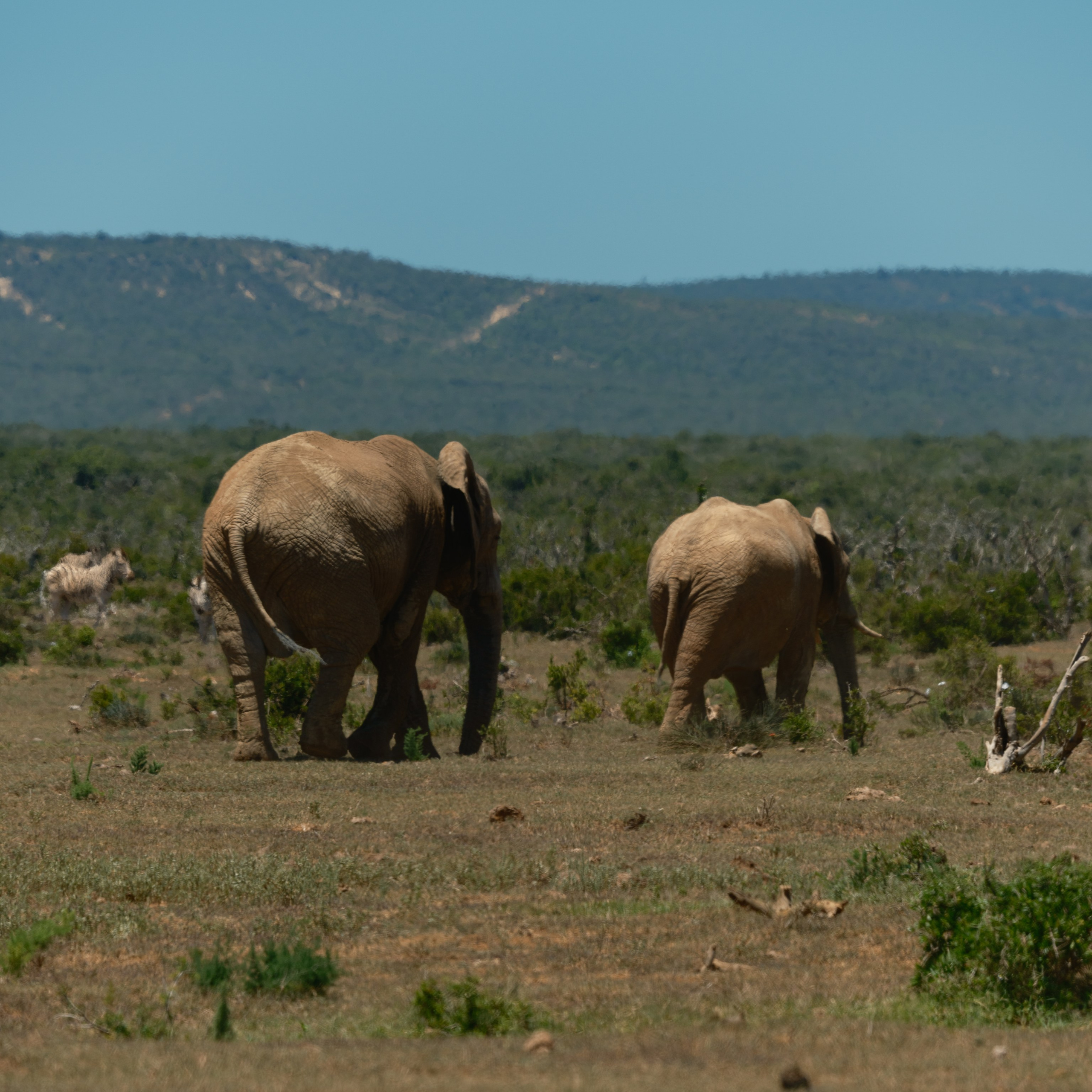 Слоны. Искусство фотографии