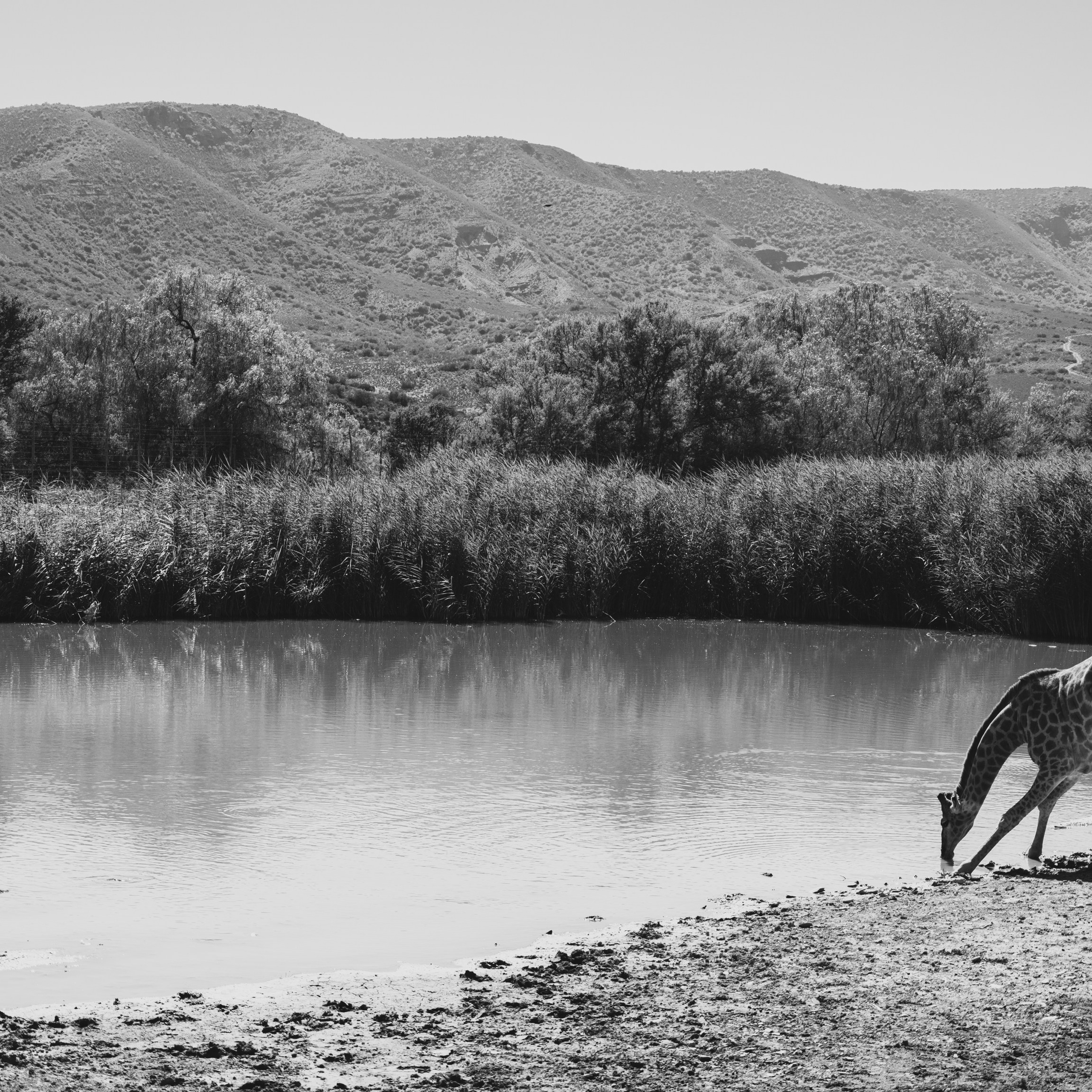 Жирафы. Искусство фотографии