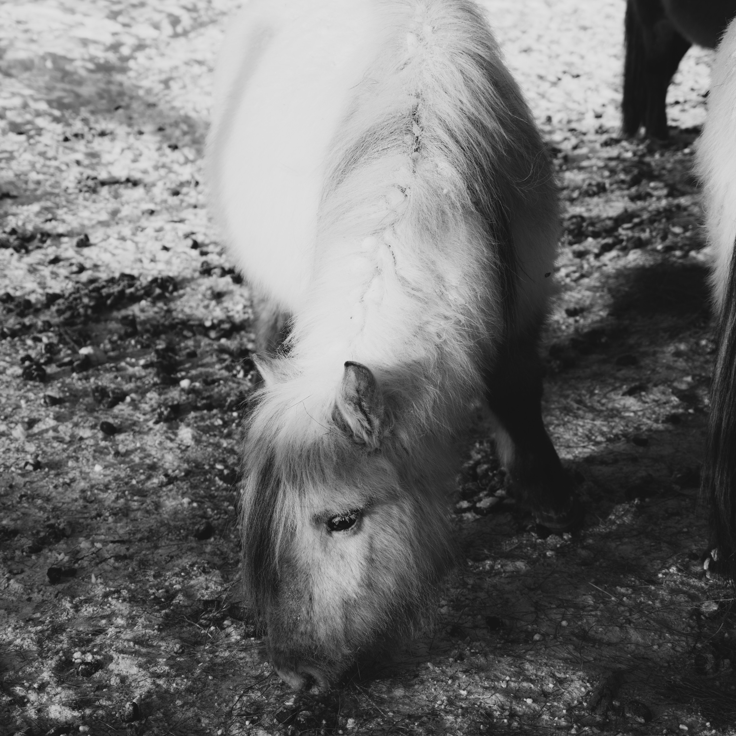 Якутские лошади. Искусство фотографии