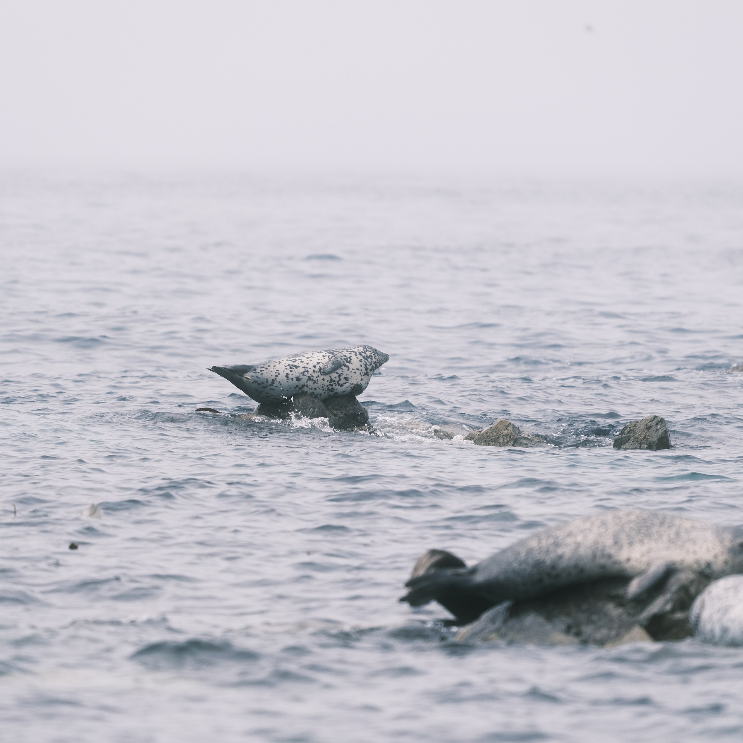 Нерпы. Искусство фотографии