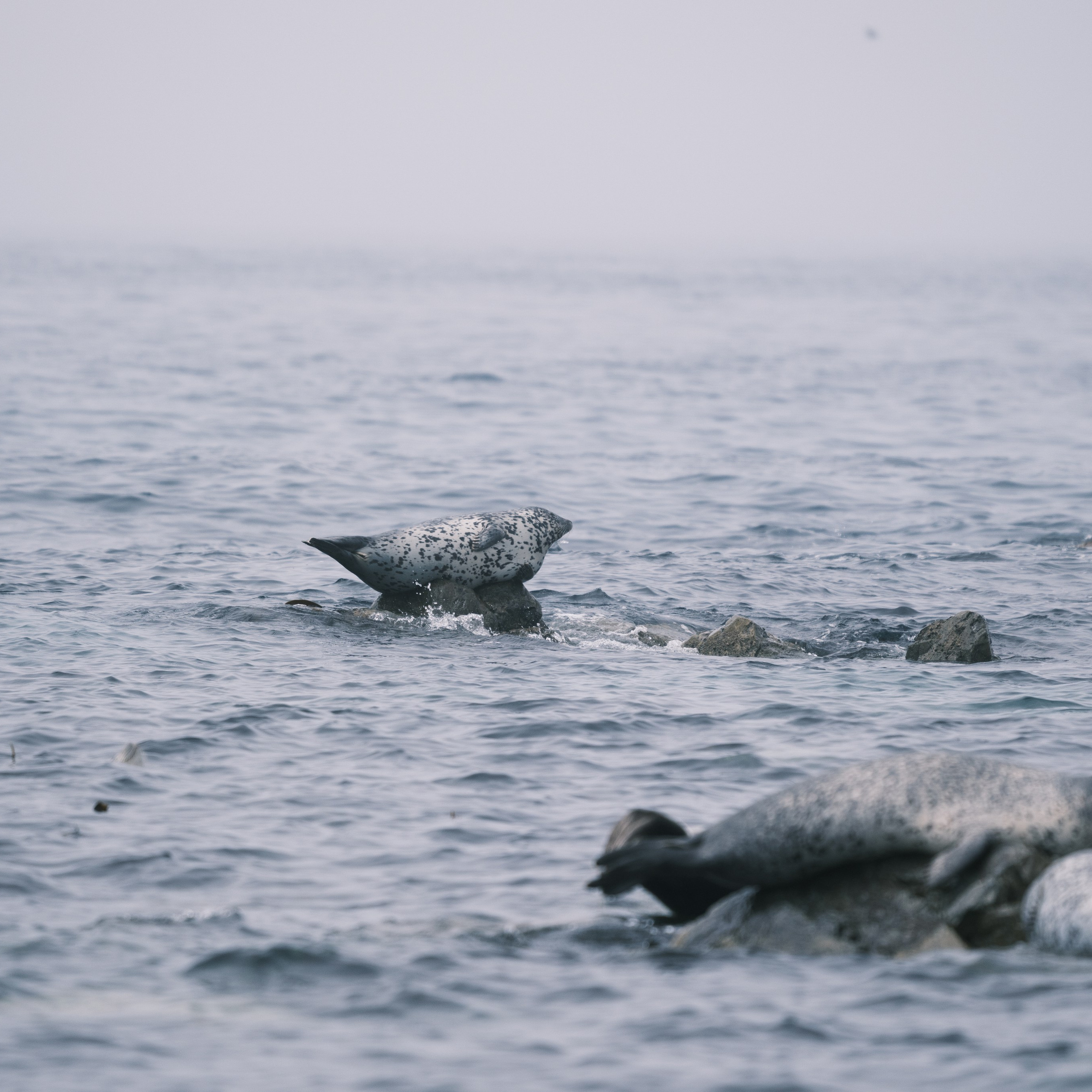 Нерпы. Искусство фотографии