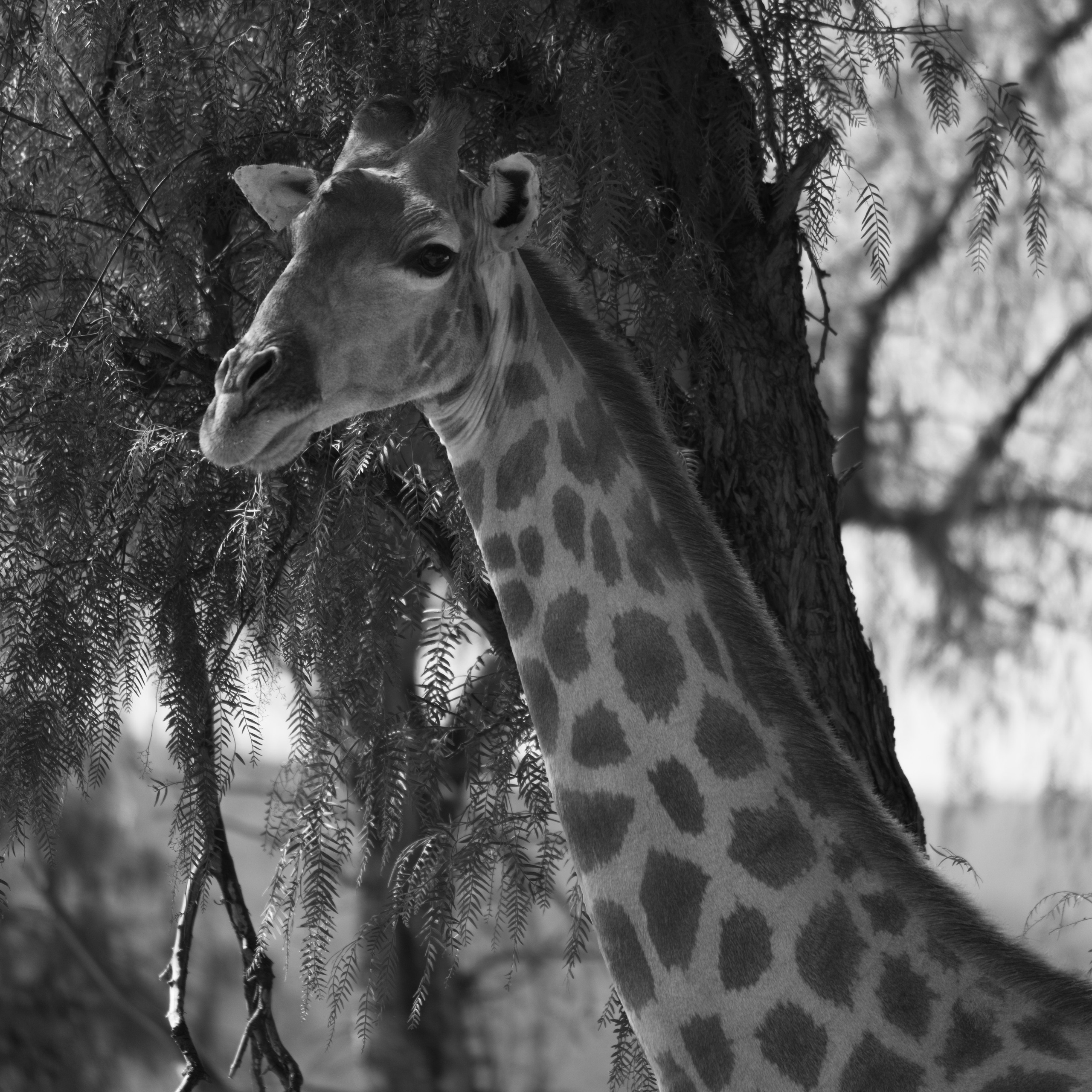 Жирафы. Искусство фотографии