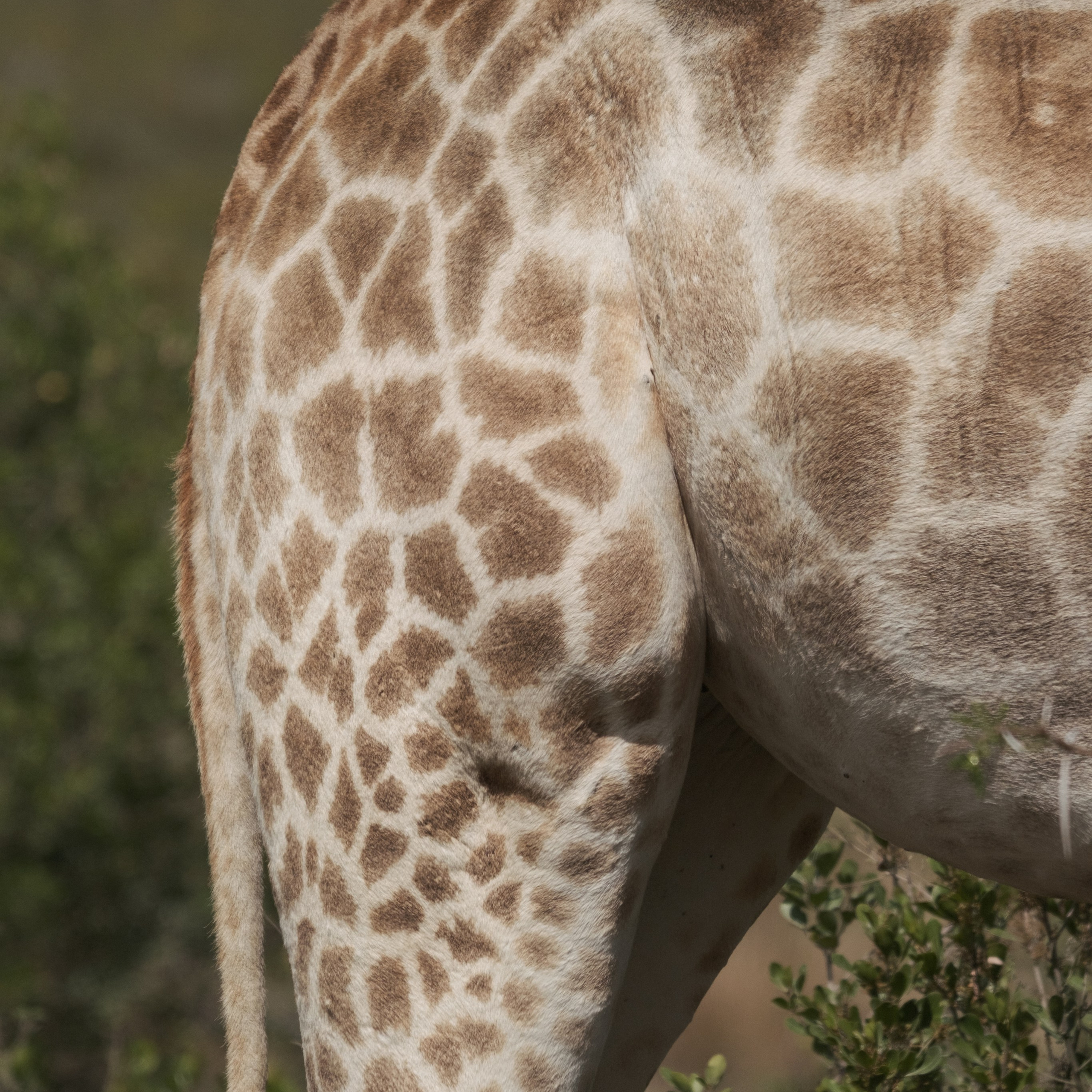 Жирафы. Искусство фотографии