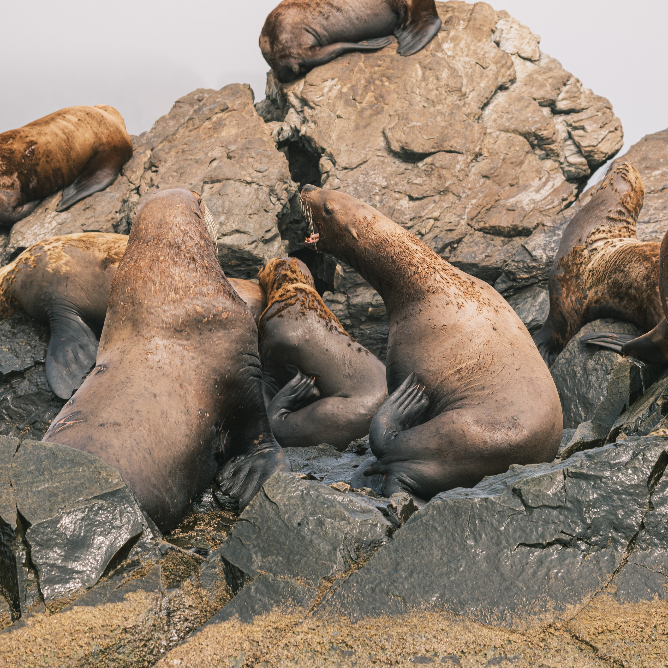 Сивучи. Искусство фотографии